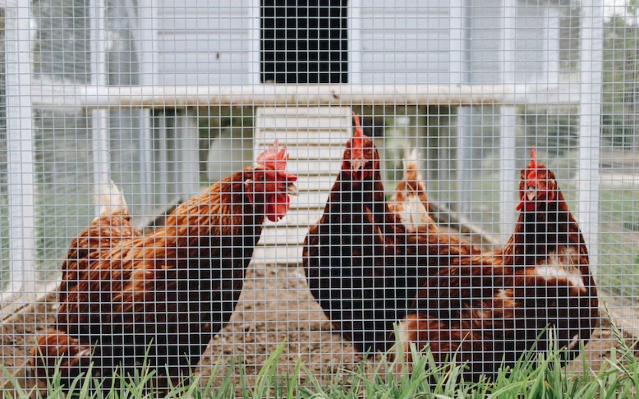 Enclos à poules : la meilleure protection pour vos volailles - Le Parisien