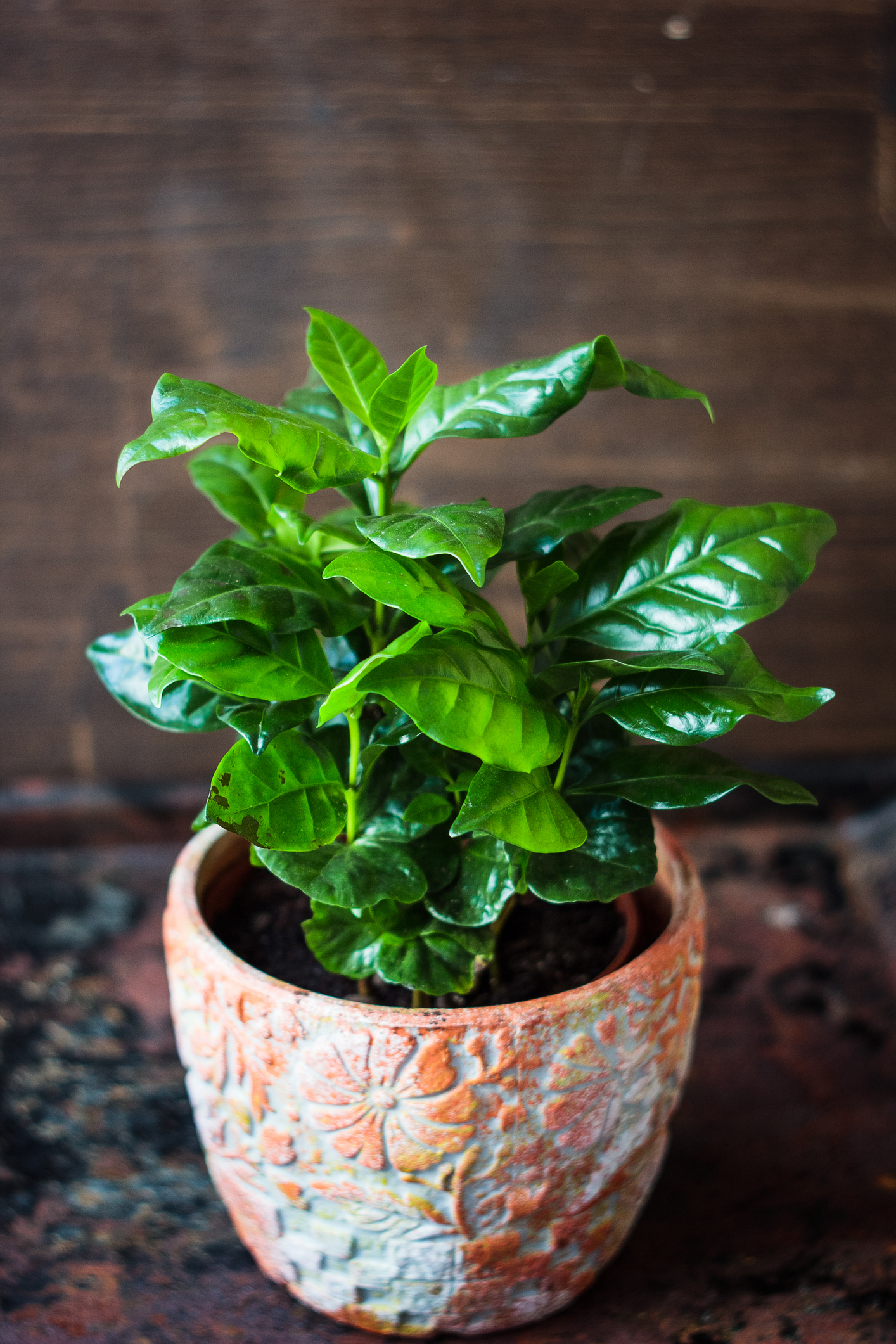 Habitué au climat subtropical, le caféier ne peut être cultivé qu’en pot, dans une véranda ou une serre, en France métropolitaine. Copyright (c) SharafMaksumov/ Istock