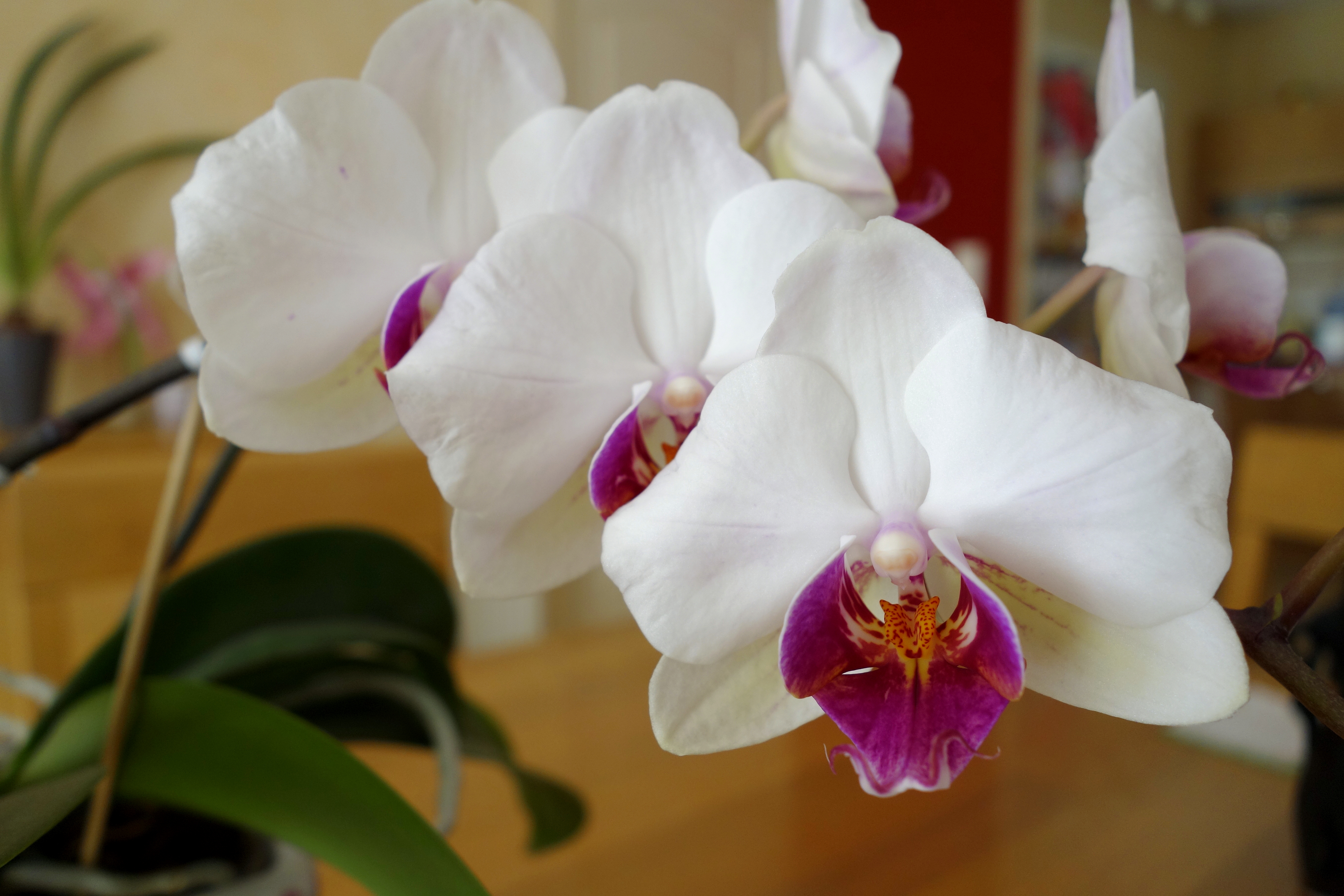 L'eau et l'engrais pour les orchidées - Orchid Info