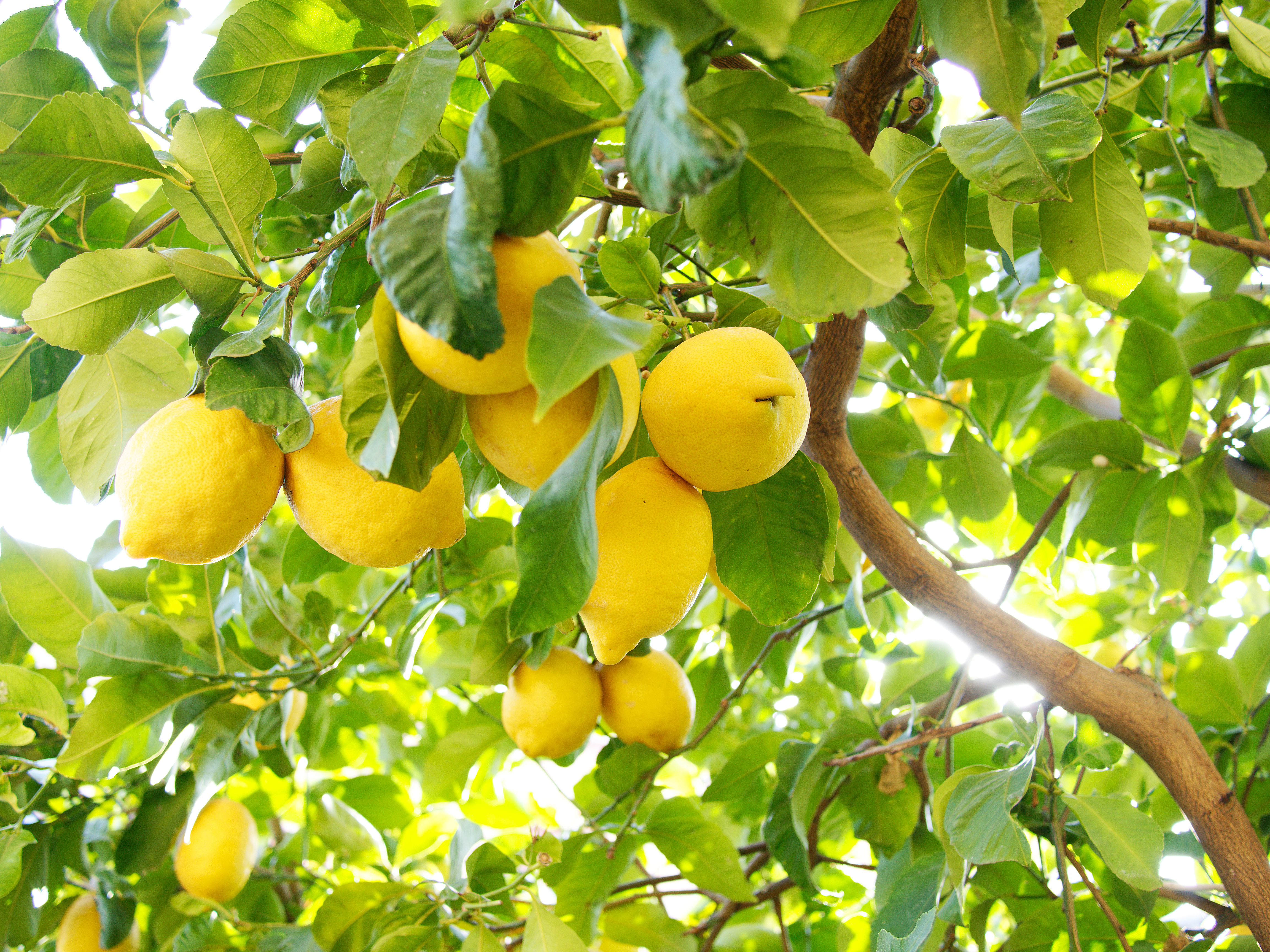 Citronnier 4 saisons : plantation, entretien, soin
