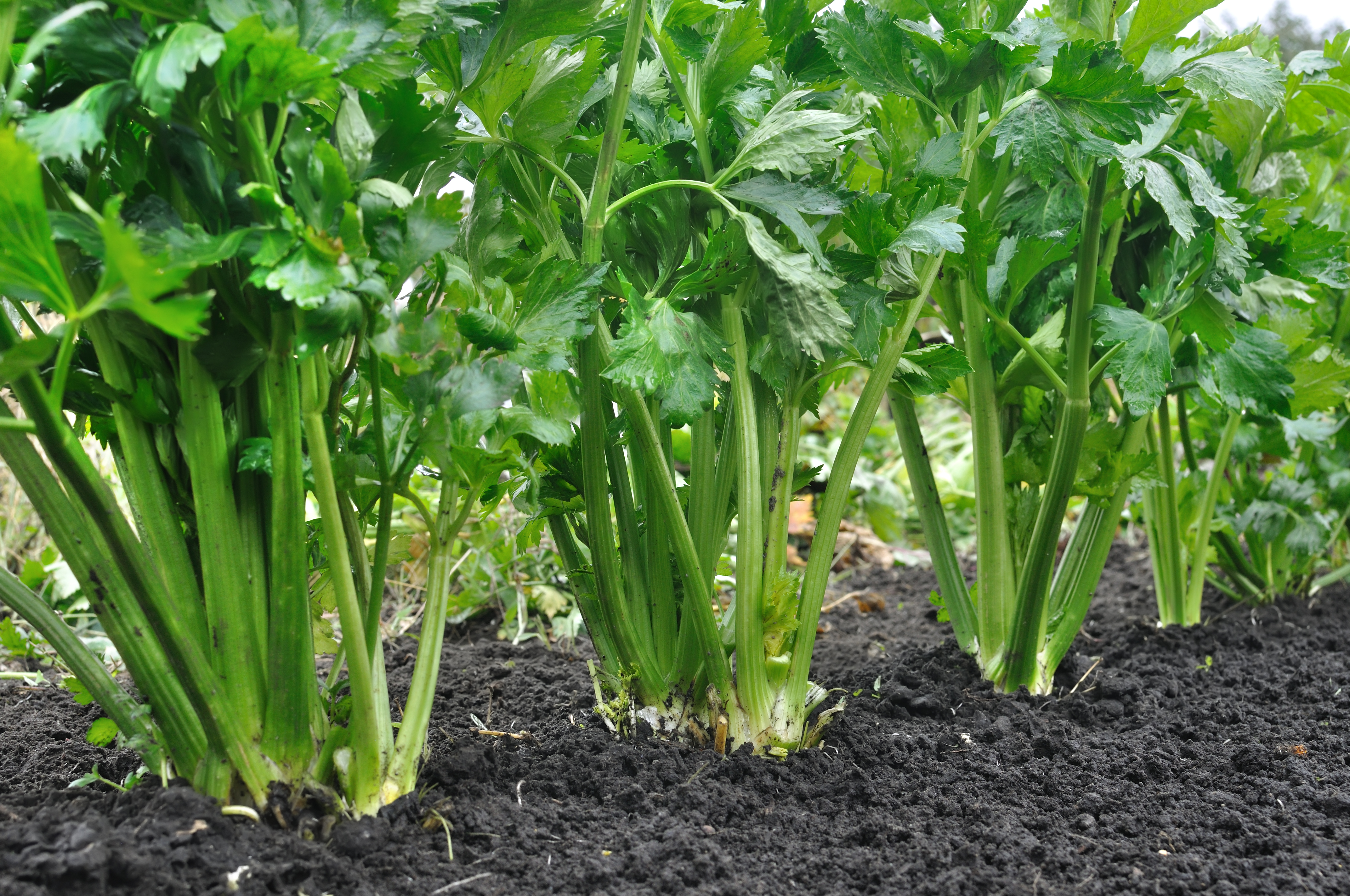 Apprécié aussi bien pour sa racine (céleri-rave) que pour ses tiges (céleri-branche), le céleri est un choix doublement intéressant au potager. Copyright (c) 2017 yuris/Shutterstock.