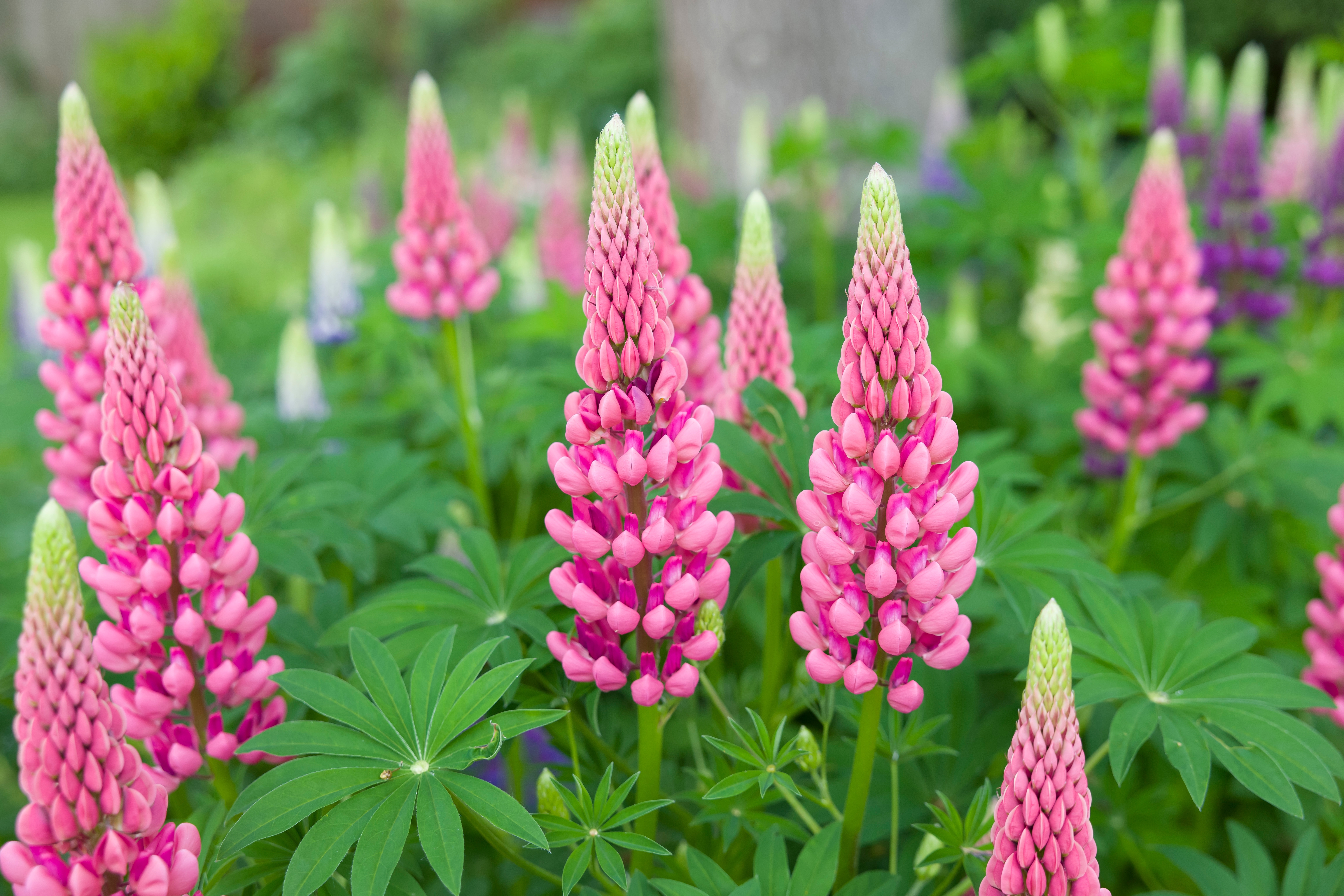 Le lupin est une plante vivace fleurie et élégante qui offre de multiples couleurs dans le jardin. Copyright (c) 2023 Paul Maguire/Shutterstock.