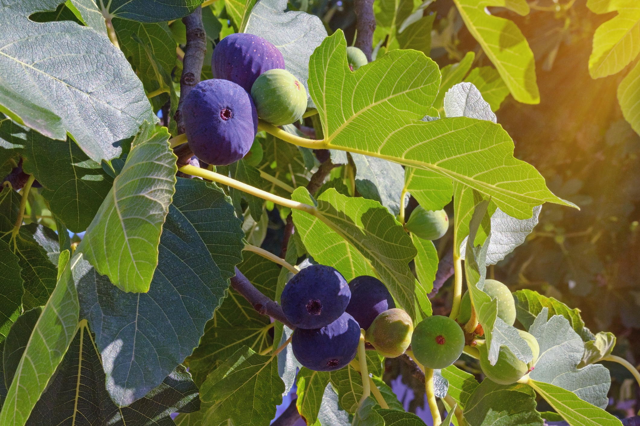 Le figuier est un arbre fruitier facile à faire pousser. Copyright (c) Olga Gont/Istock