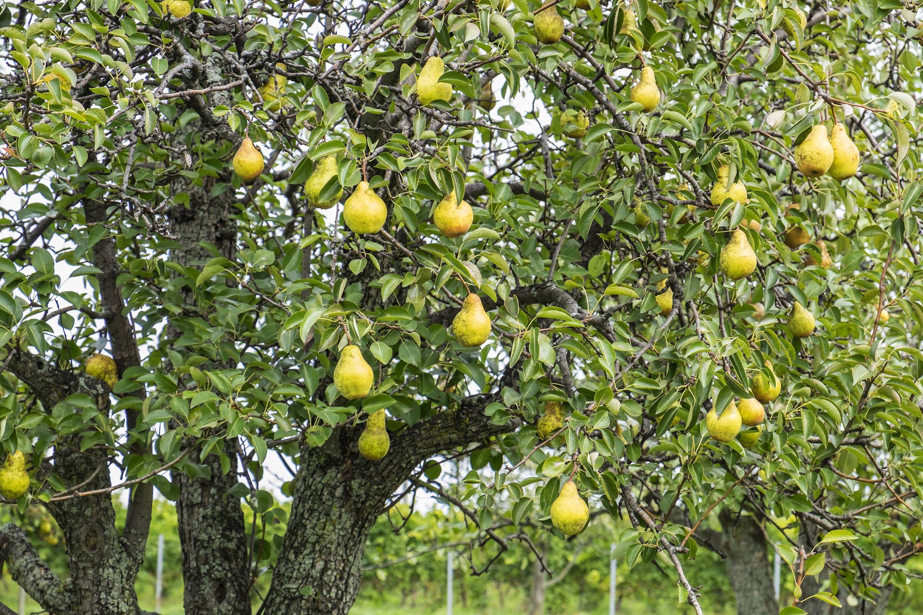 Arbres fruitiers : bien choisir, planter, tailler et récolter les