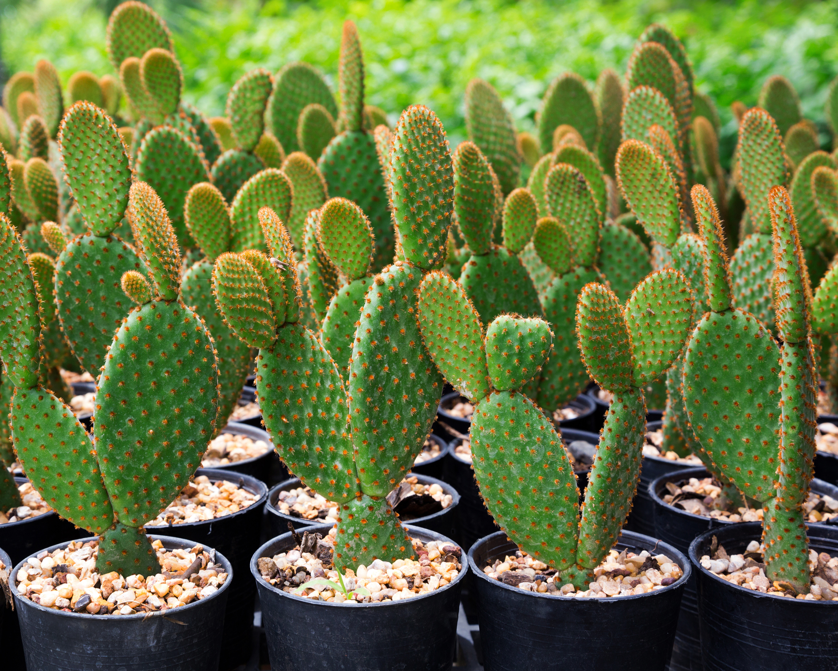 Comment rempoter un cactus ? Conseils et bonnes pratiques !