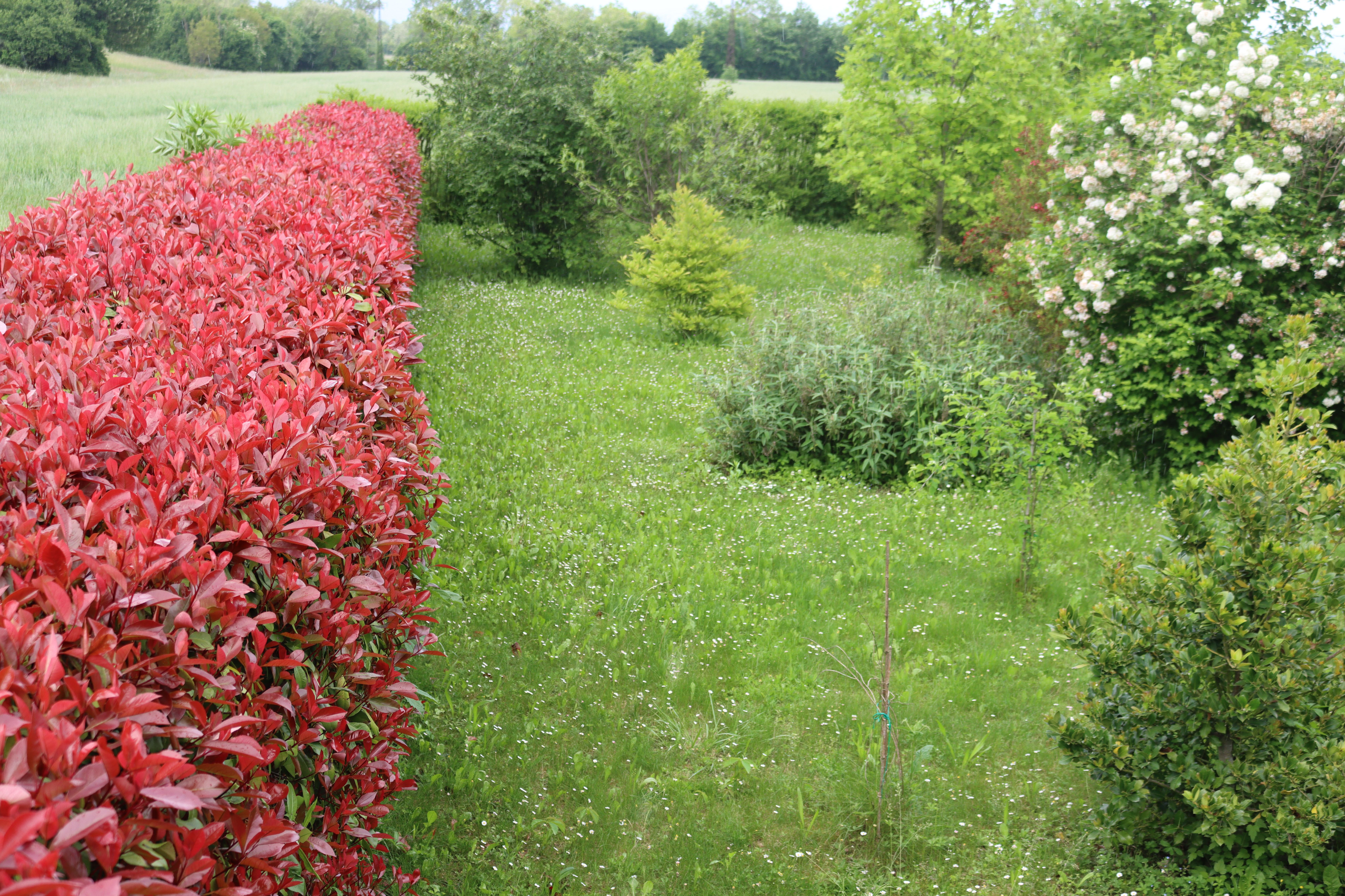 Planter un photinia en haie : tous les inconvnients  connatre avant  d'installer ce bel arbuste - Le Parisien Jardin