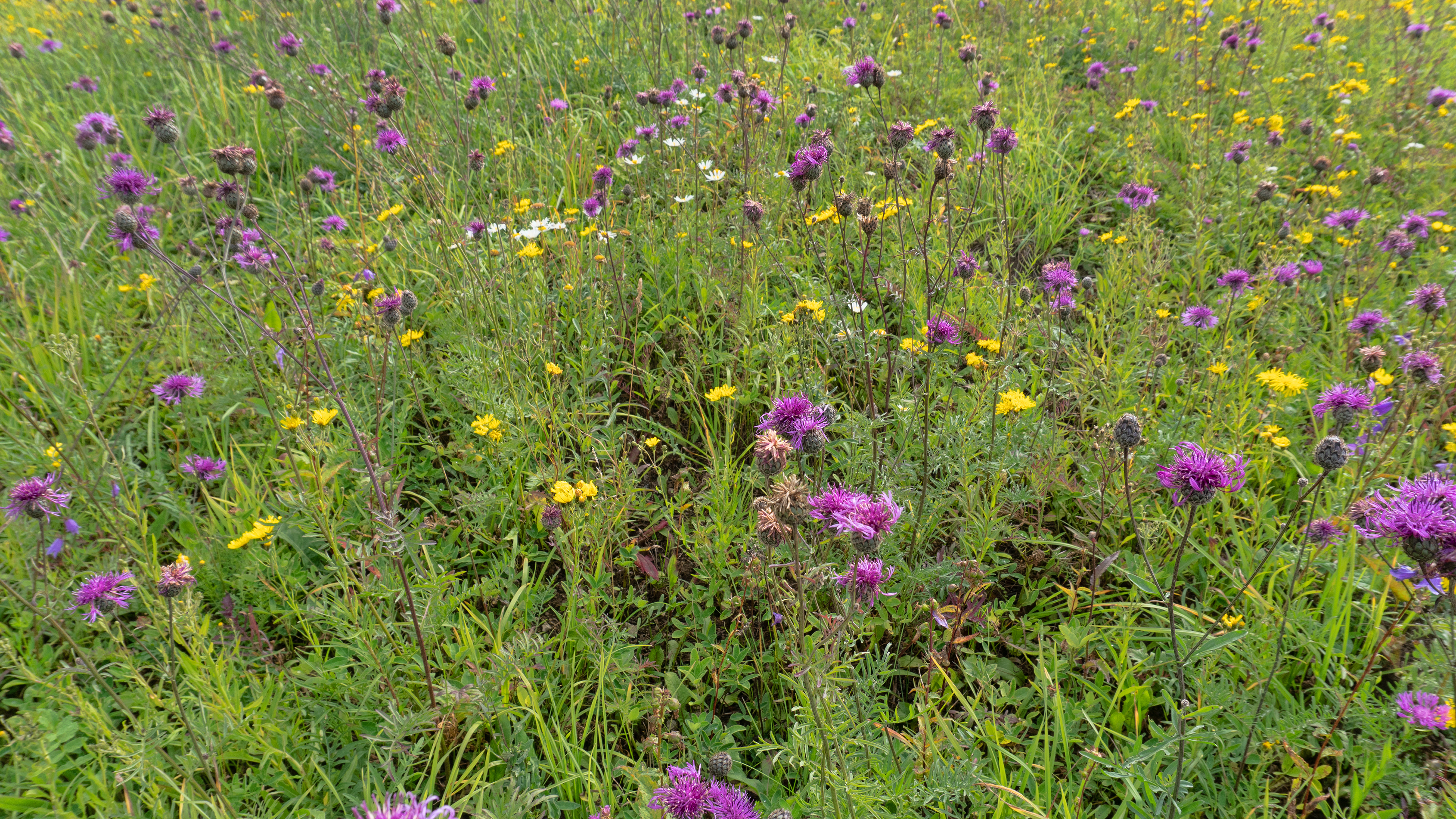 La jachère fleurie, un geste simple en faveur de la biodiversité. Copyright (c) 2021 Maximillian cabinet/Shutterstock.