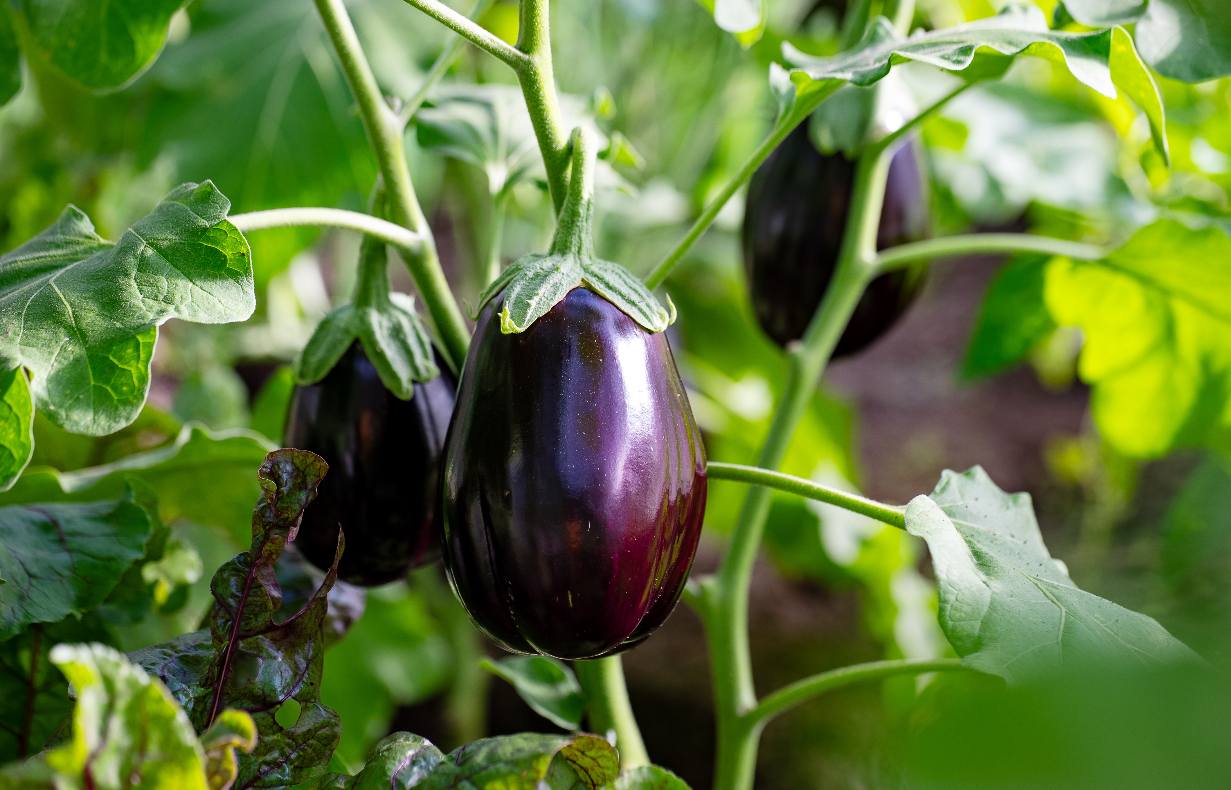 Avec ses beaux fruits violets et rebondis, l’aubergine est un légume qui évoque le soleil et les recettes méditerranéennes. Copyright (c) 2023 M-Production/Shutterstock.
