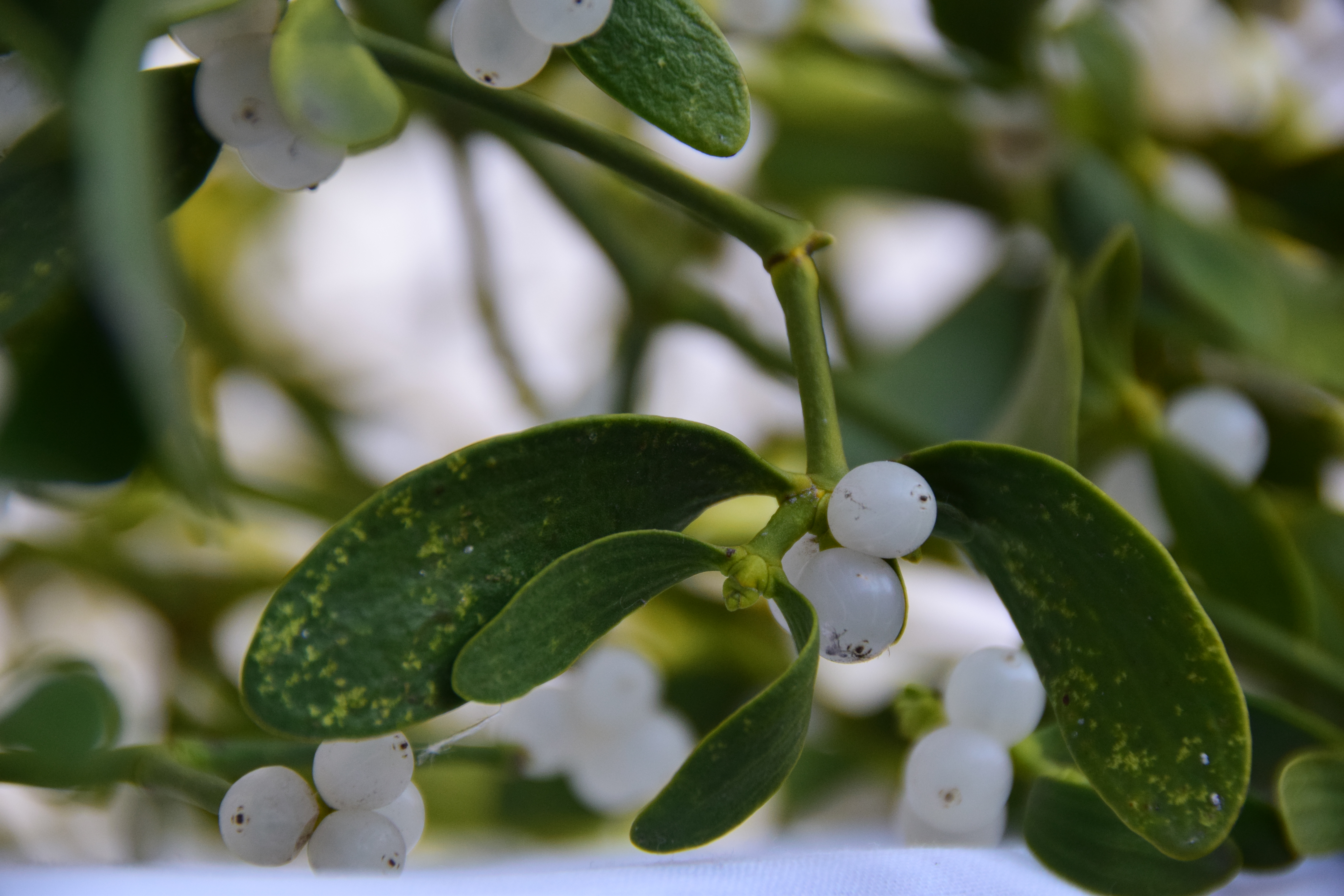 Le gui, un hmiparasite qui alimente mythes et lgendes - Le Parisien Jardin