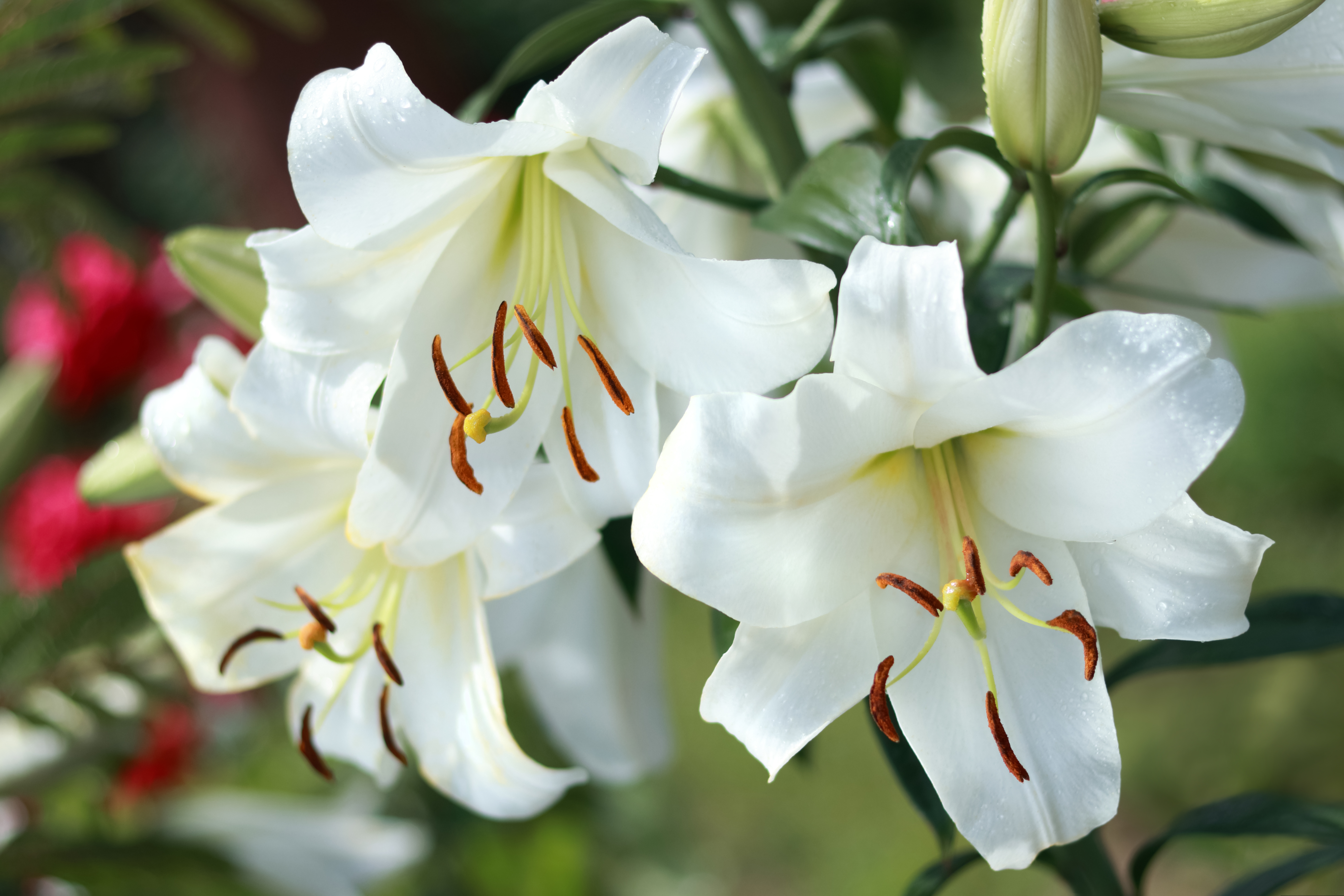 Grand classique de nos jardins, le lys blanc est aussi rustique que facile à cultiver. Copyright (c) Mariia Romanyk/Istock.