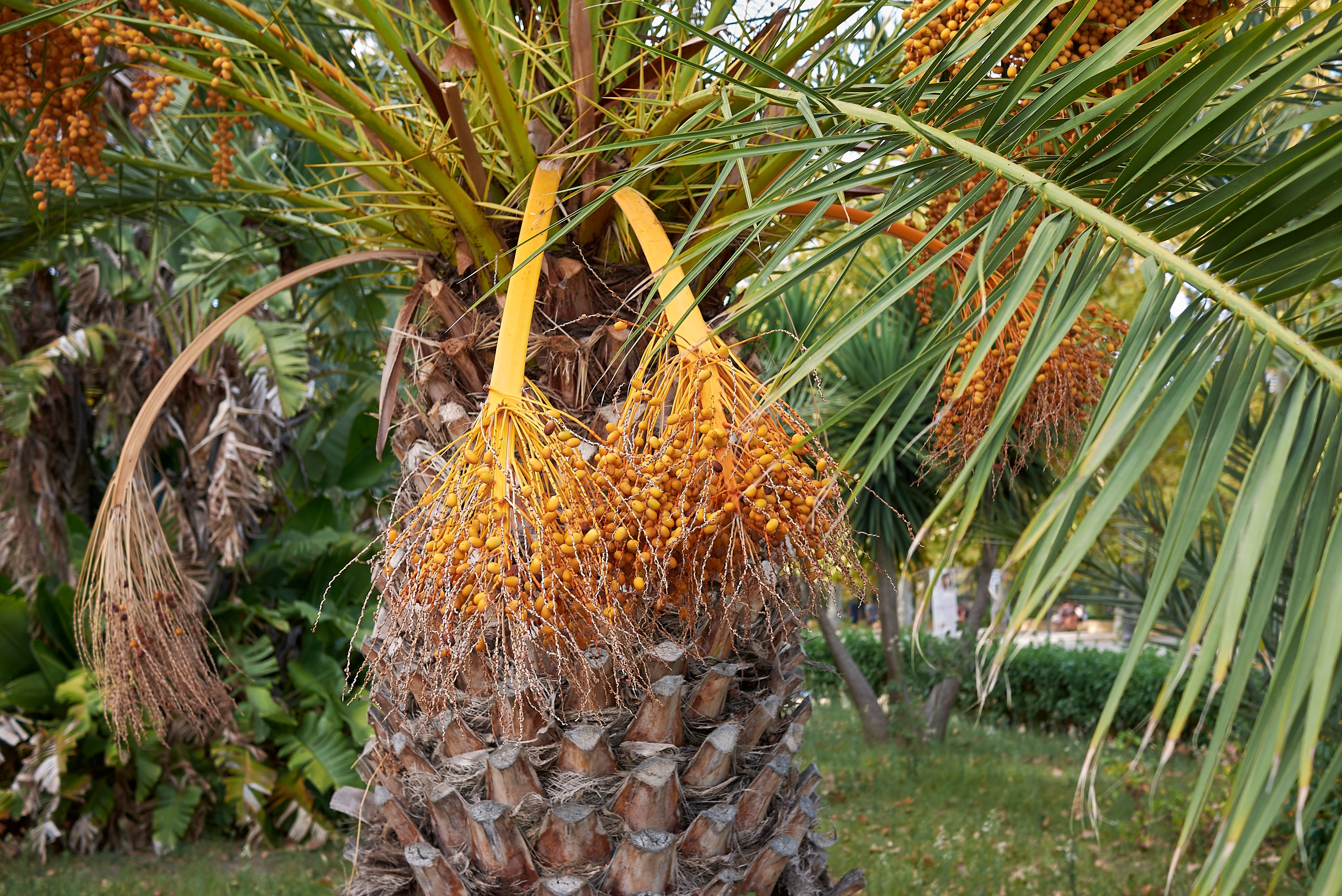 Palmier des Canaries : plantation, entretien, soin