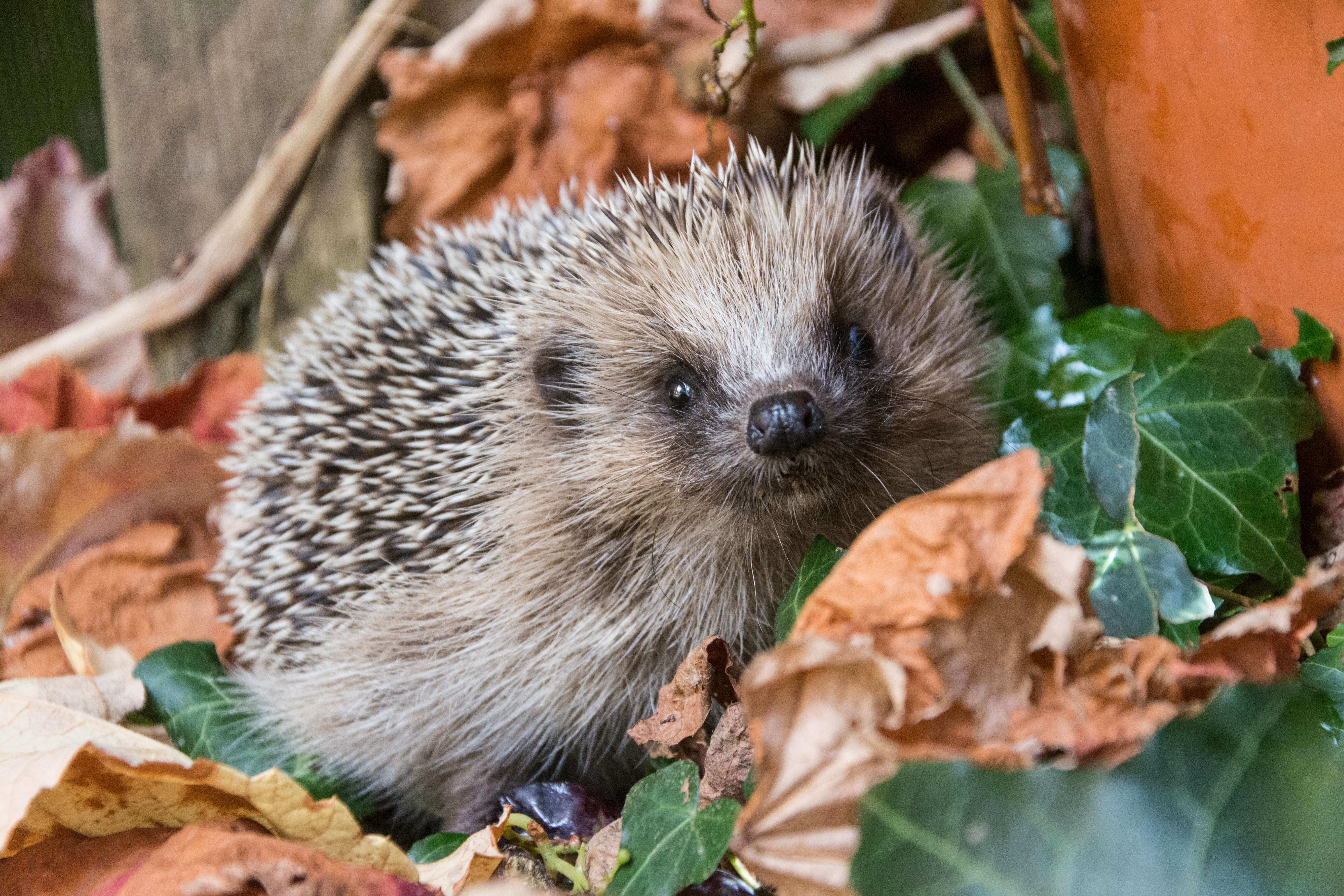 Si vous trouvez un hérisson blessé dans votre jardin, vous devez en priorité contacter un centre de soin de la faune sauvage. Copyright (c) 2020 Bertrand Waridel/Shutterstock.  No use without permission.