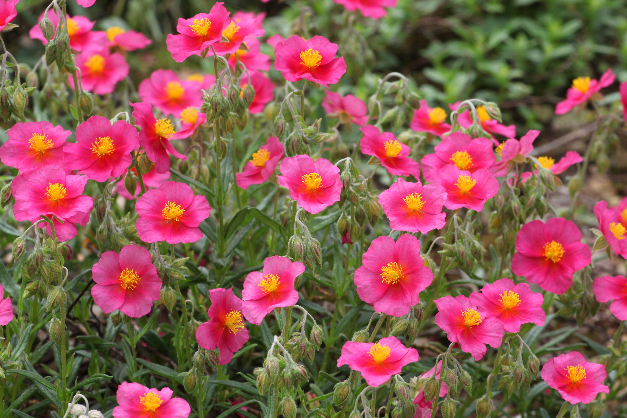 le genre Helianthemum a fait l’objet d’hybridations qui ont conduit à l’obtention de couleurs lumineuses très variées. Copyright (c) Alex Manders/Istock