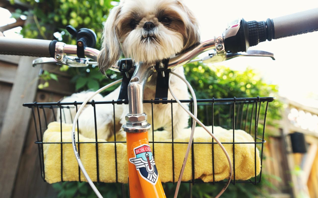 Panier Avant De Vélo Pour Animaux – Résistant à L’eau Et Grand Capacité – Pour Guidon – Courses, Shopping Et Balades