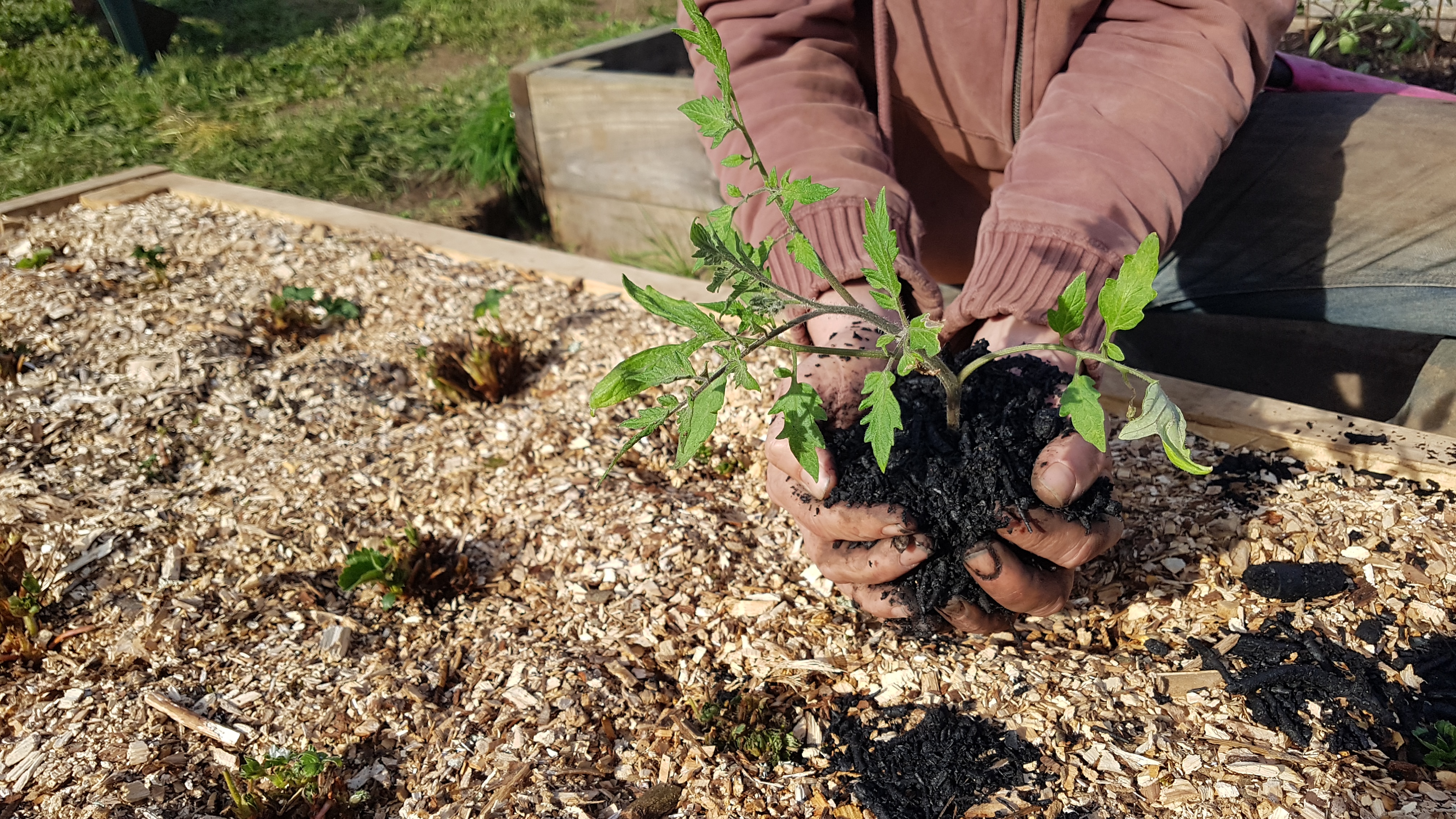 Cendre de bois au potager : l'engrais naturel miracle pour vos lgumes ? -  Le Parisien Jardin