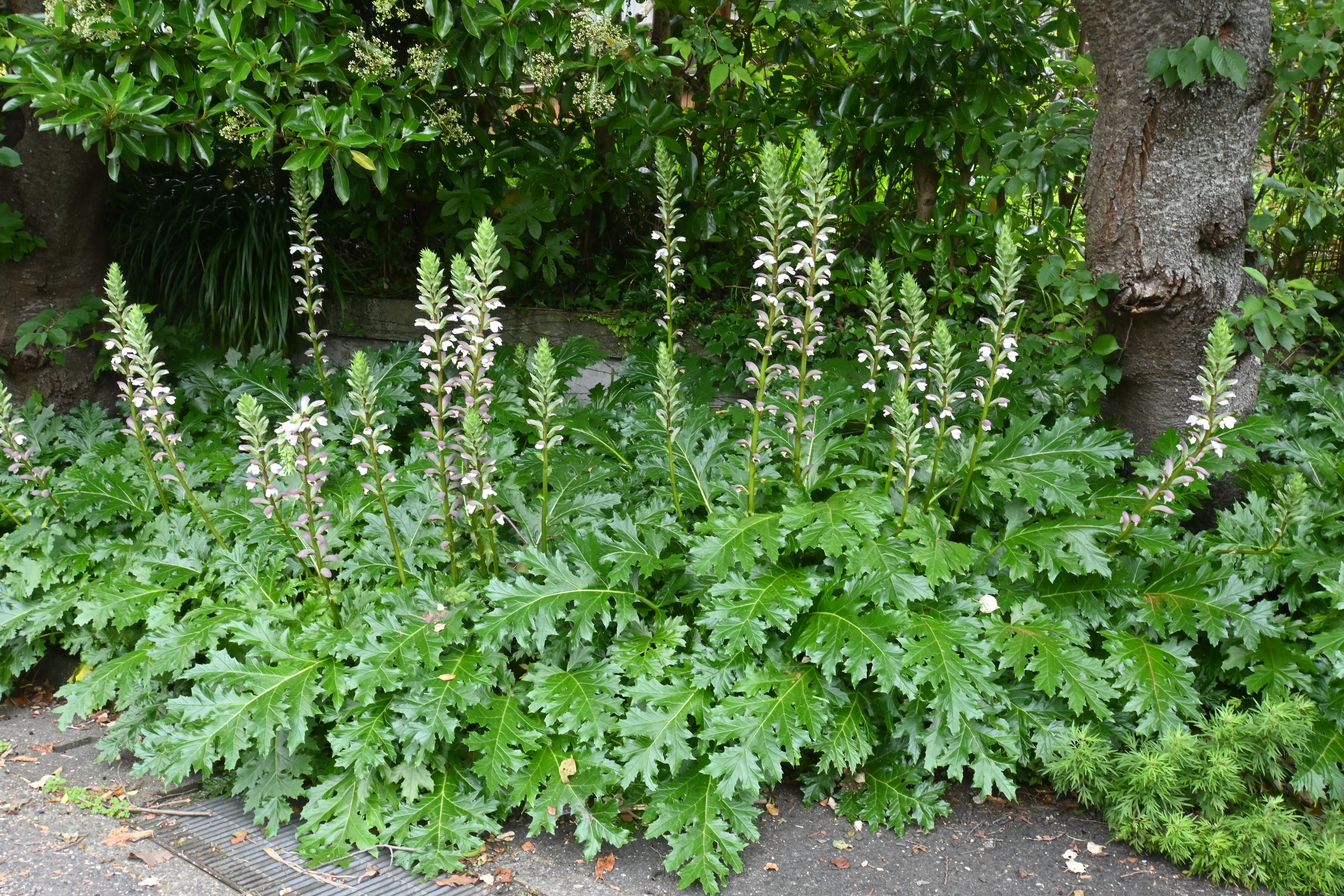 Dotée d’un beau feuillage vert foncé, à la fois nervuré, très découpé et parfois épineux, l’acanthe se remarque par son allure généreuse en touffe volumineuse. Copyright (c) 2023 tamu1500/Shutterstock.  No use without permission.