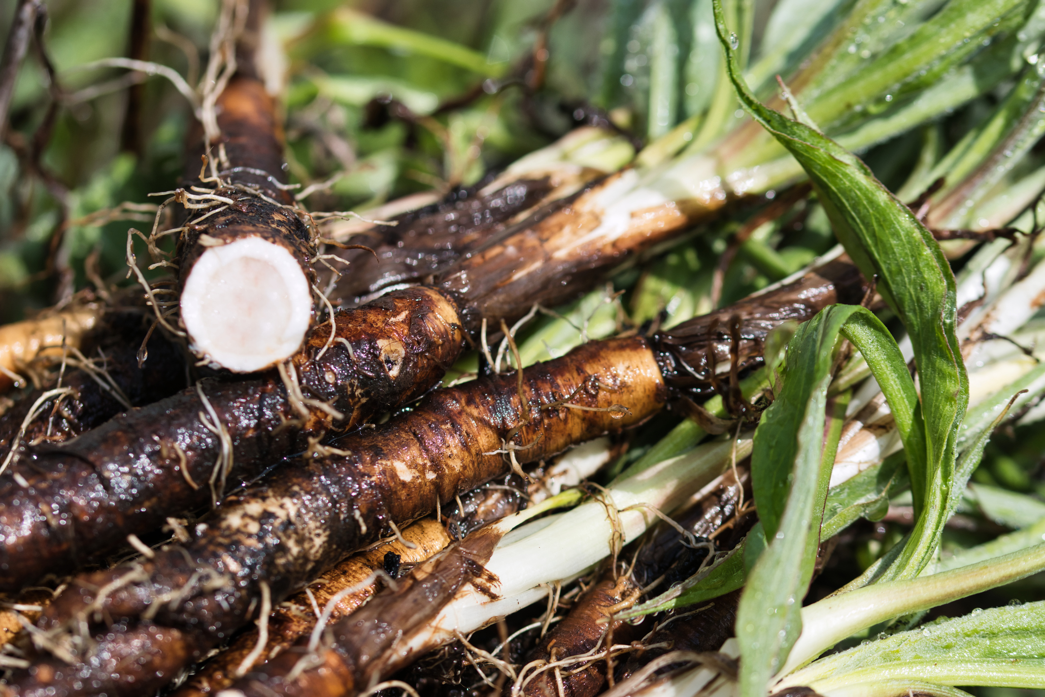 Légume ancien oublié, la scorsonère a peu à peu disparu de nos étals, où elle est parfois présentée comme un salsifis. Copyright (c) Ewa Saks/Istock.