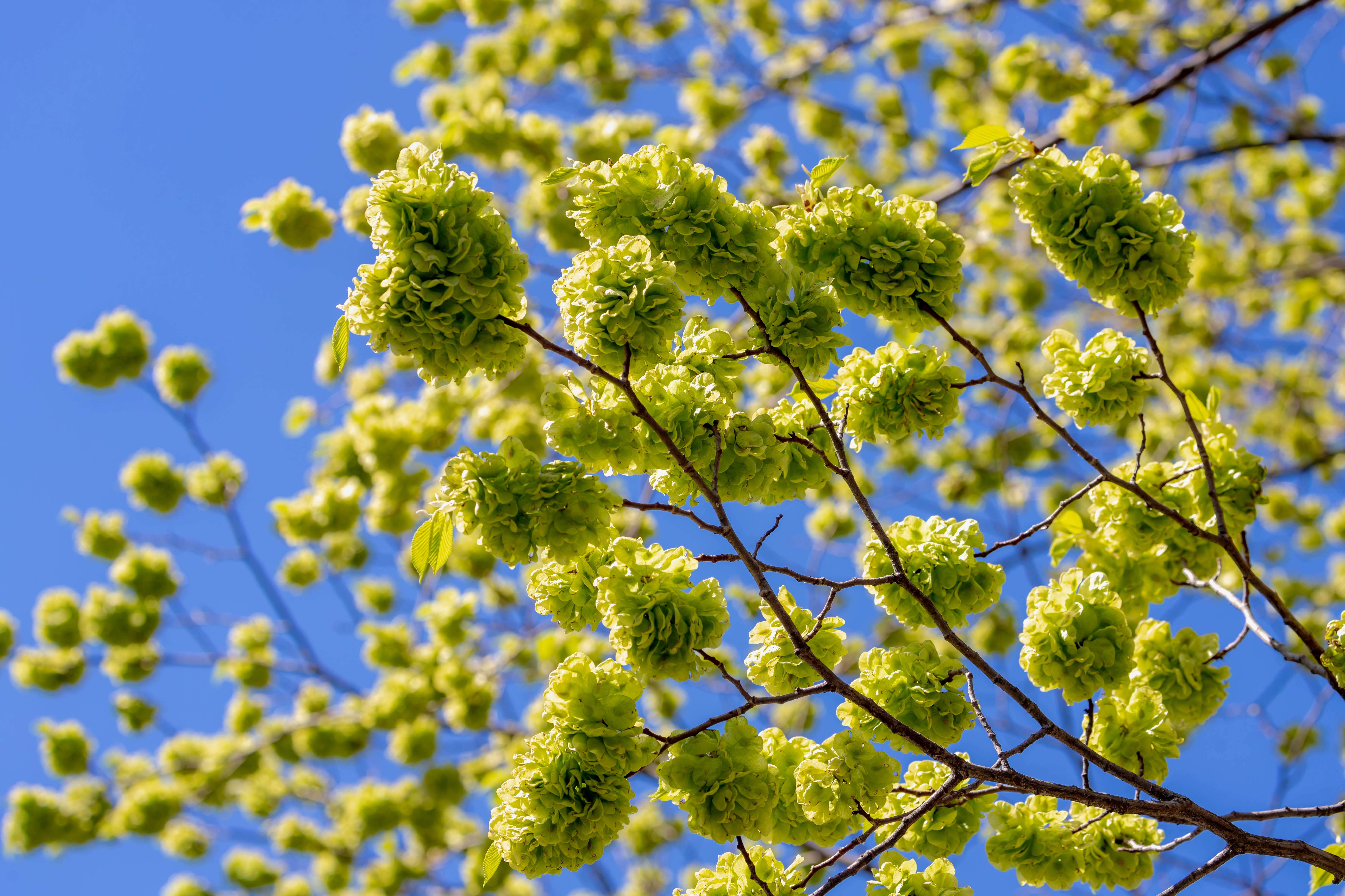 L’orme champêtre : un bel arbre de haie ou d’ombrage. Copyright (c) 2022 Wut_Moppie/Shutterstock.