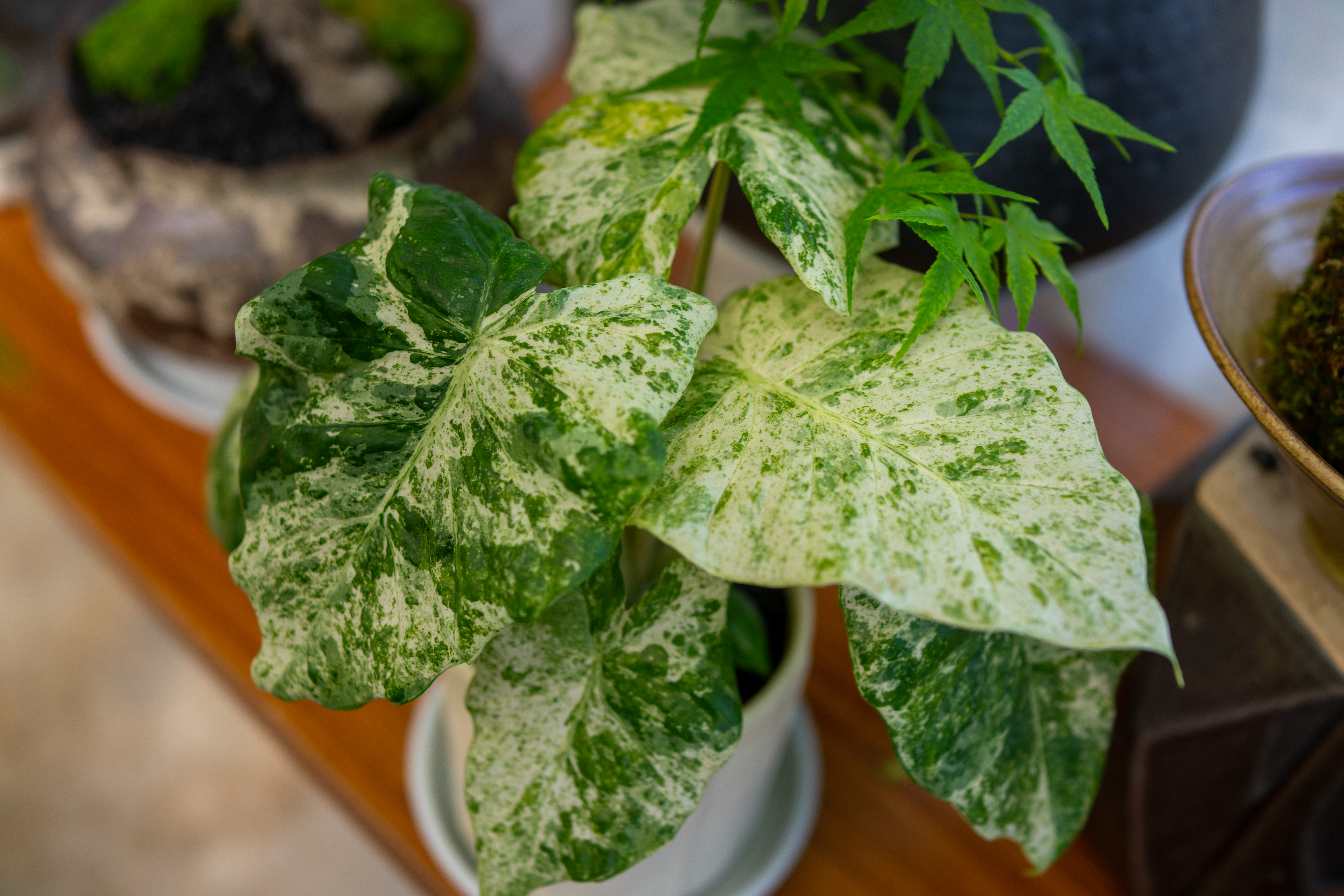 Comment se dbarrasser efficacement des thrips sur un Monstera ? - Le  Parisien Jardin