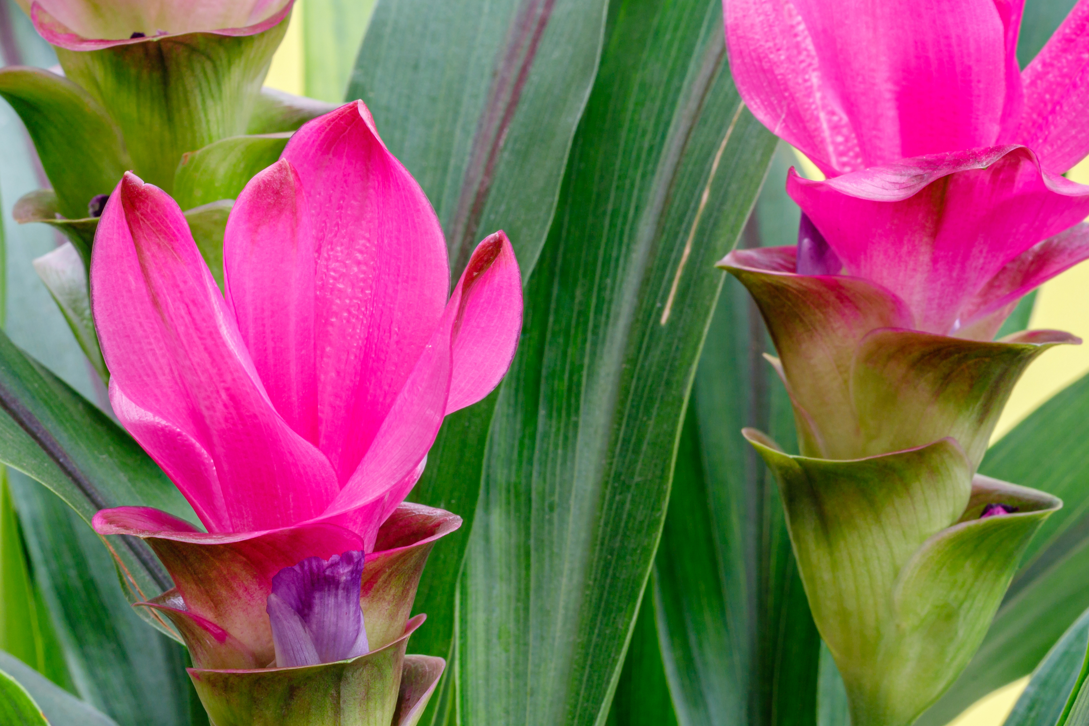 Curcuma : plantation, entretien, soin - Le Parisien Jardin