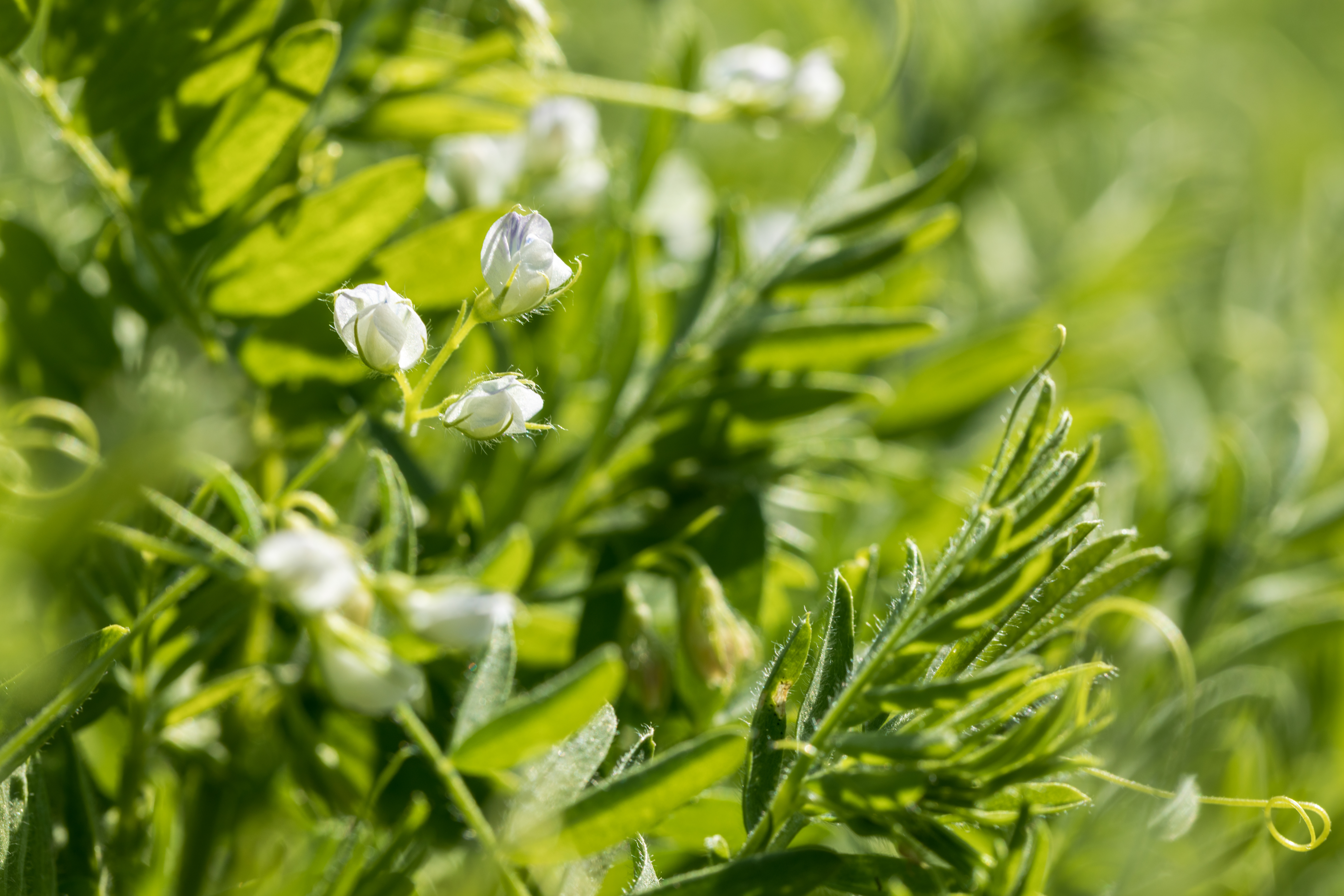 La lentille est une plante potagère facile à cultiver. Elle est pourtant peu présente dans nos jardins. Copyright (c) Mathia Coco/Istock.