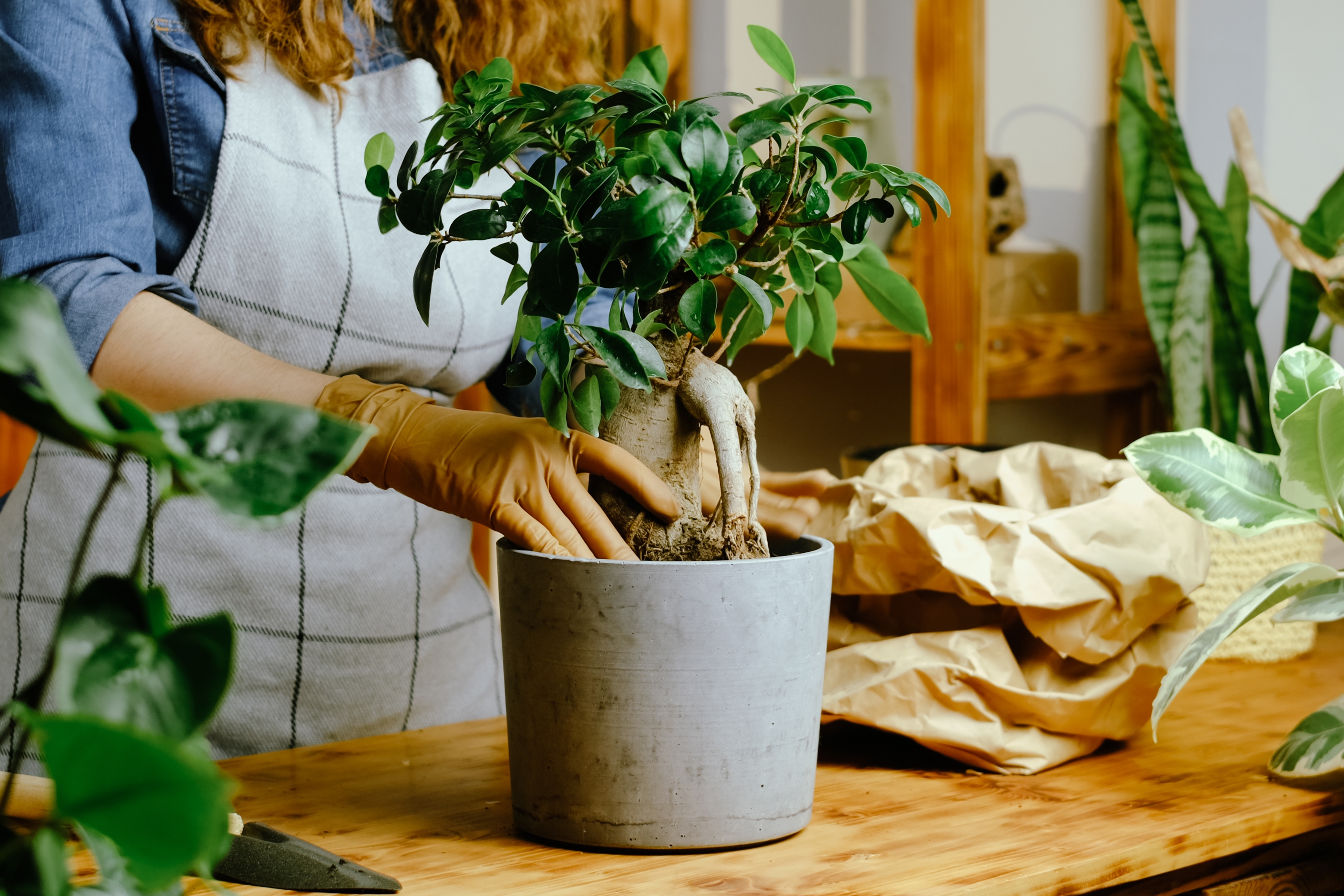 Ficus ginseng : plantation, entretien, soin - Le Parisien Jardin