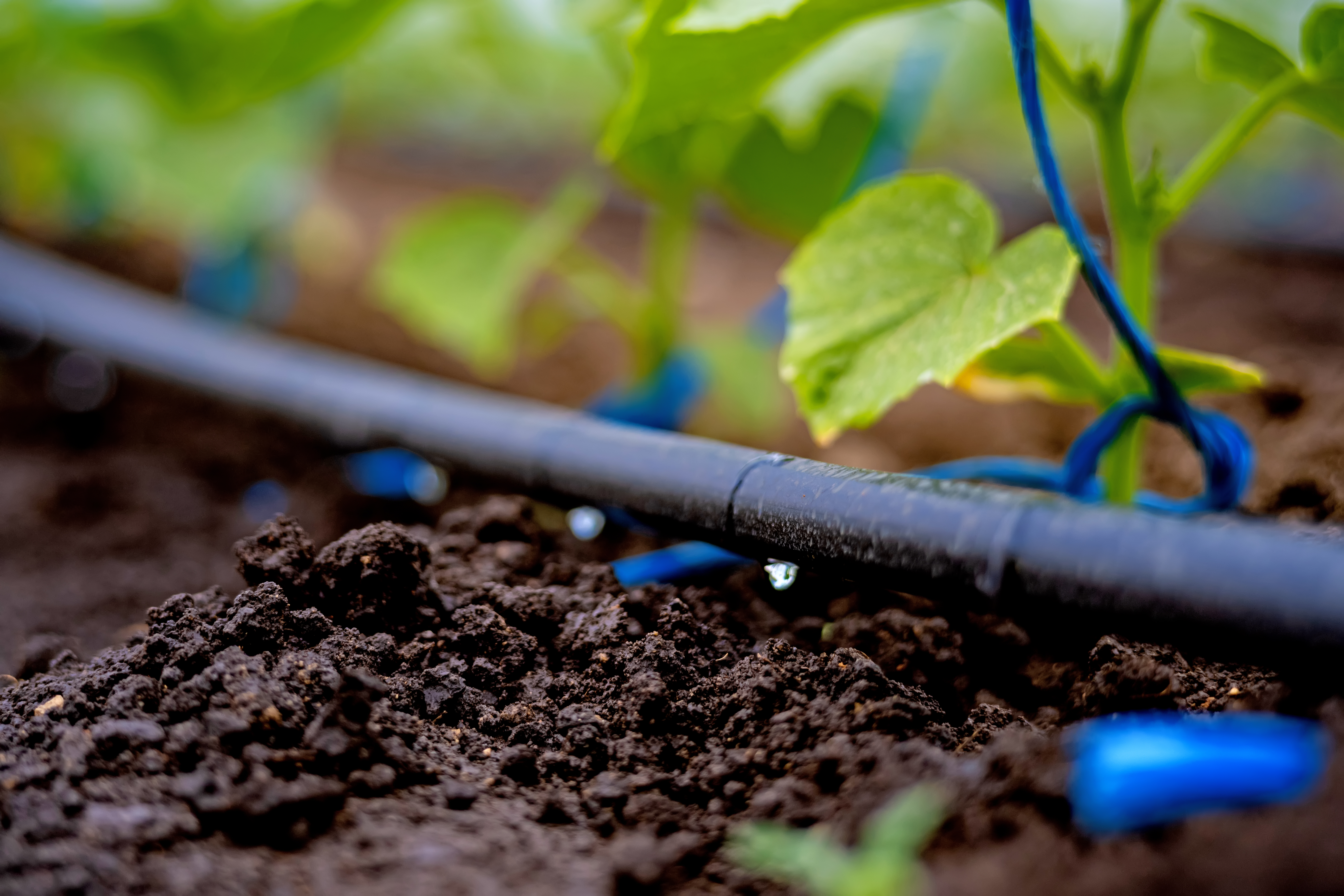 Le système de micro-irrigation fait maison se distingue par son aspect économique et écologique. Copyright (c) Oleksandr Yuchynskyi/Istock.