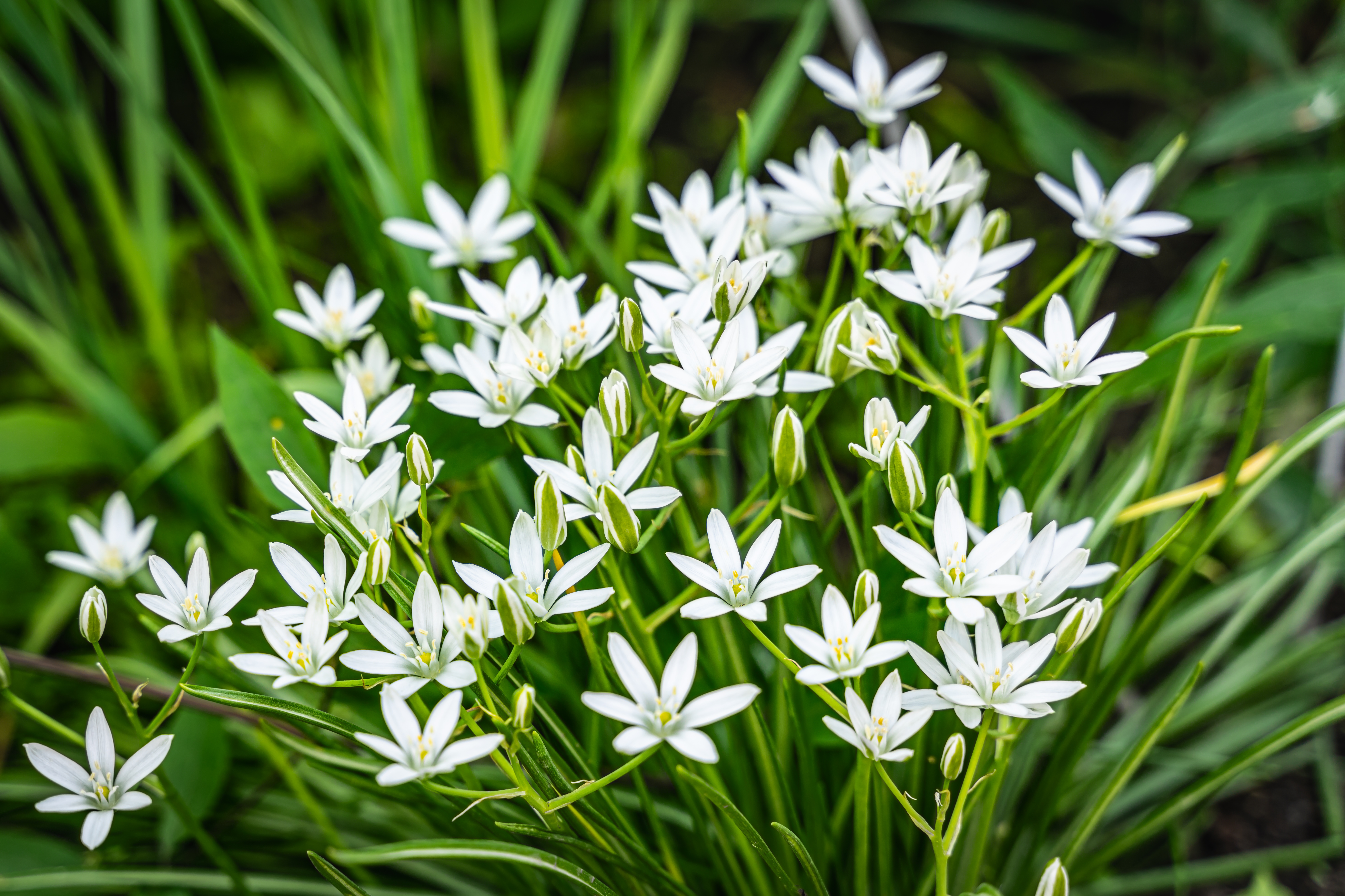 Avec ses élégantes fleurs en étoiles généralement de couleur blanche, l’ornithogale est une plante vivace à bulbe qui illumine jardins, balcons et bouquets. Copyright (c) 2022 Ruslan Pobuta/Shutterstock.