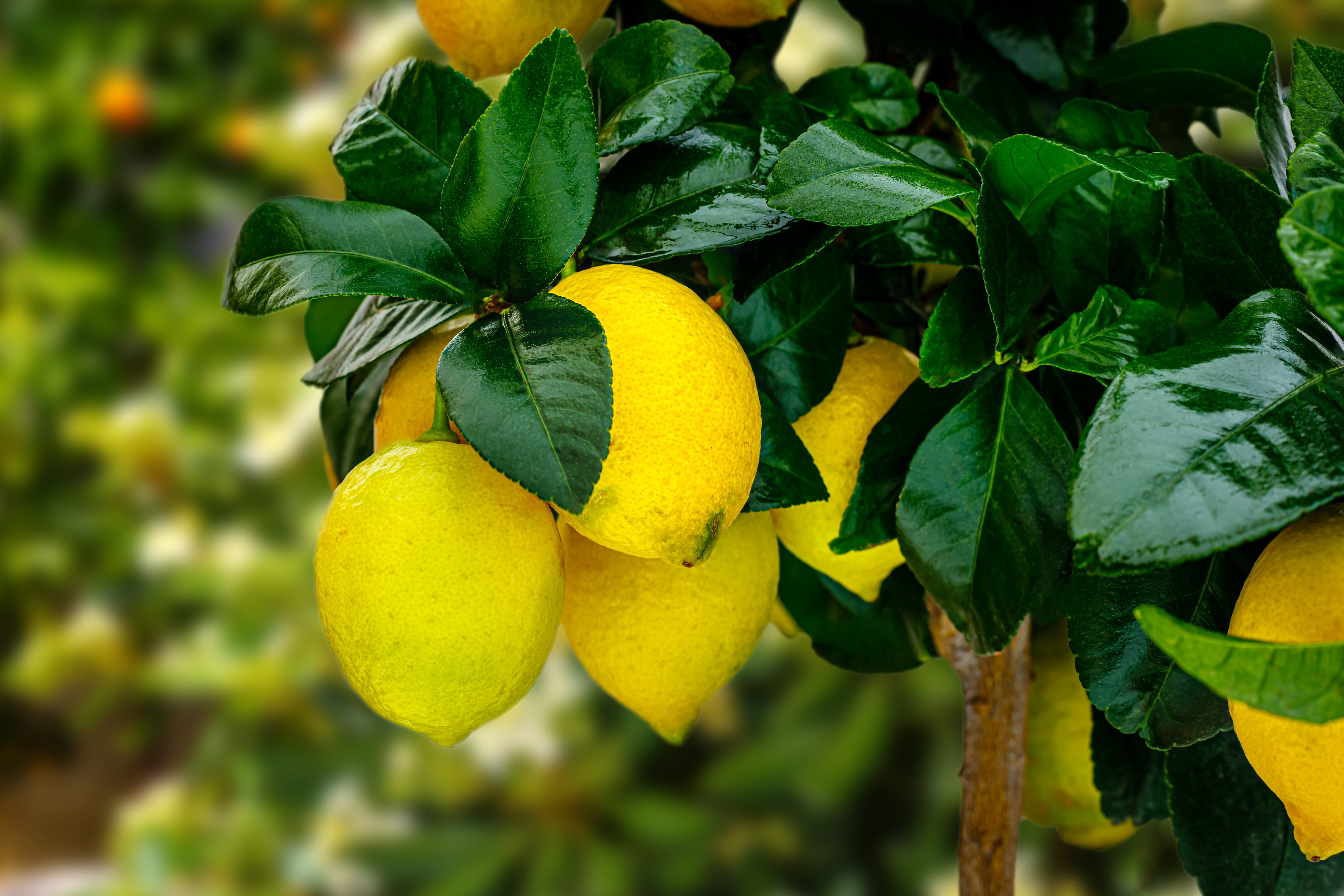Faire pousser un citronnier ou un oranger au jardin ou sur son balcon