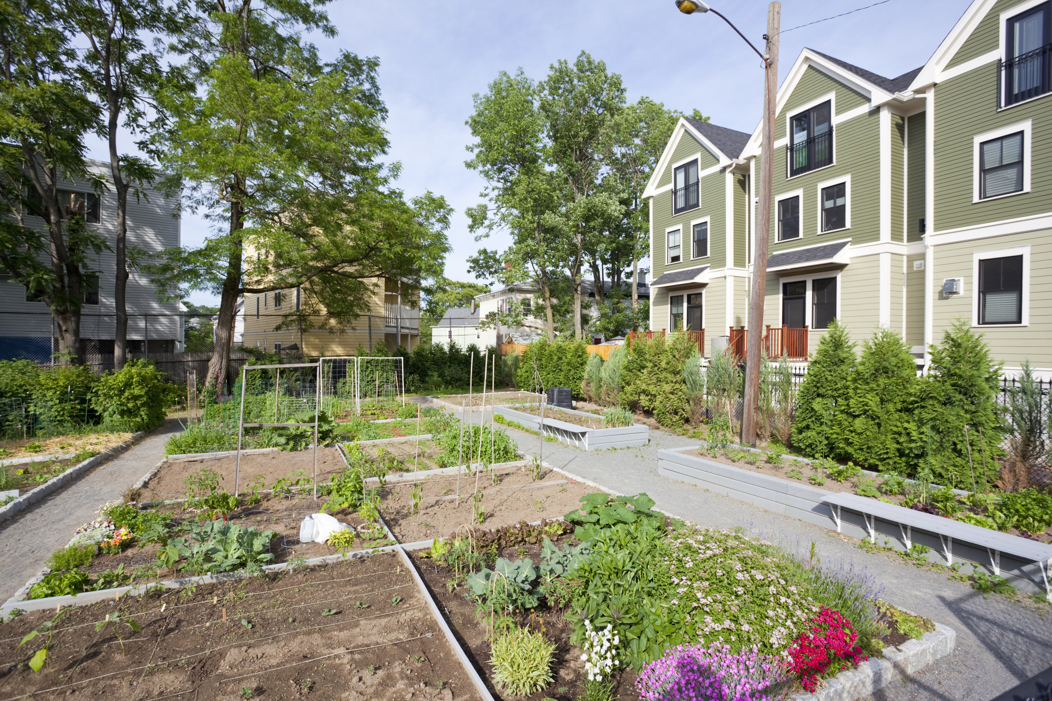 Un jardin partagé est une parcelle de terrain cultivée par plusieurs personnes. Copyright (c) IGphotography/ Istock