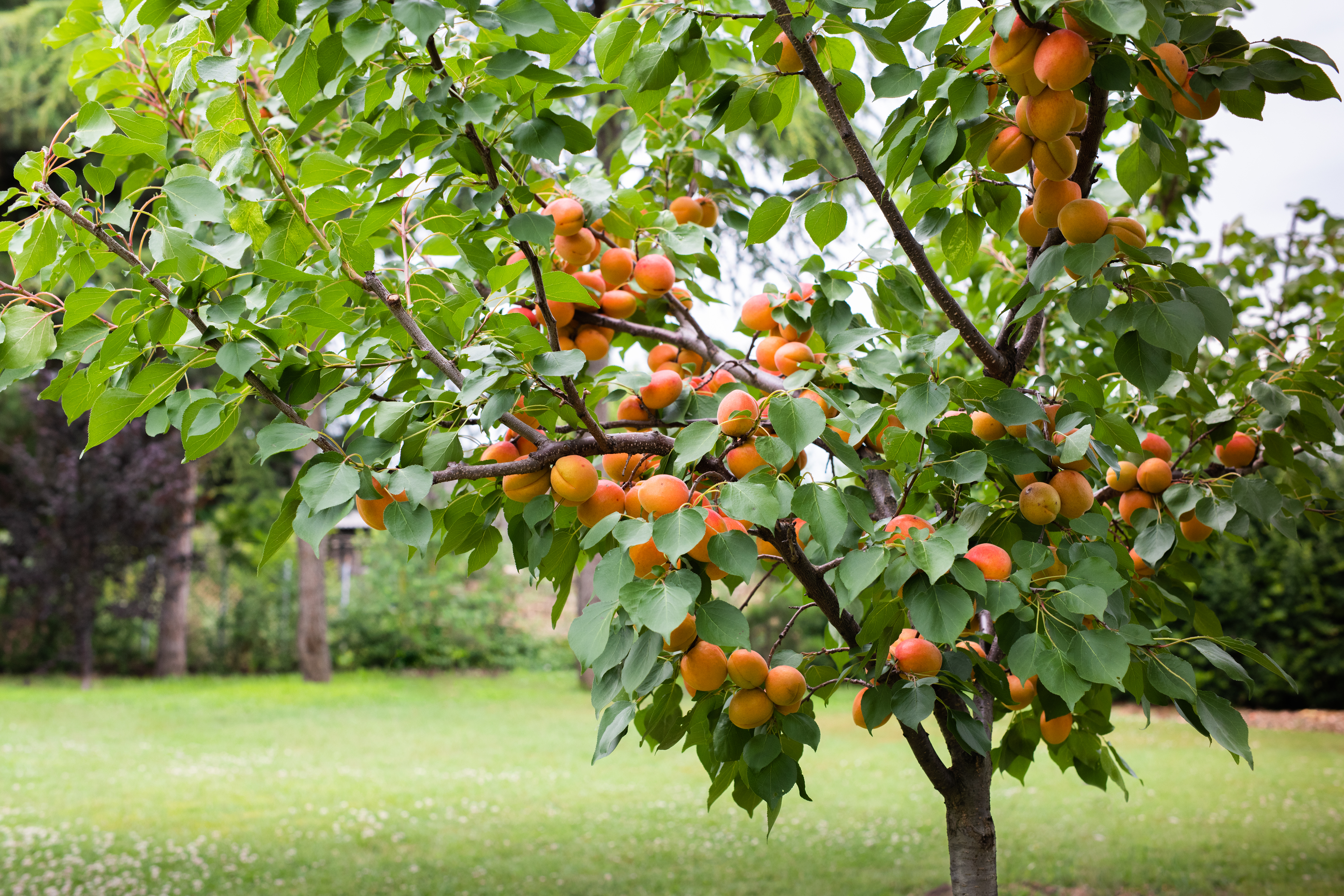 Taille de l’abricotier : maîtrisez ce geste pour remplir vos paniers de fruits ! Copyright (c) 2019 Fotokostic/Shutterstock.
