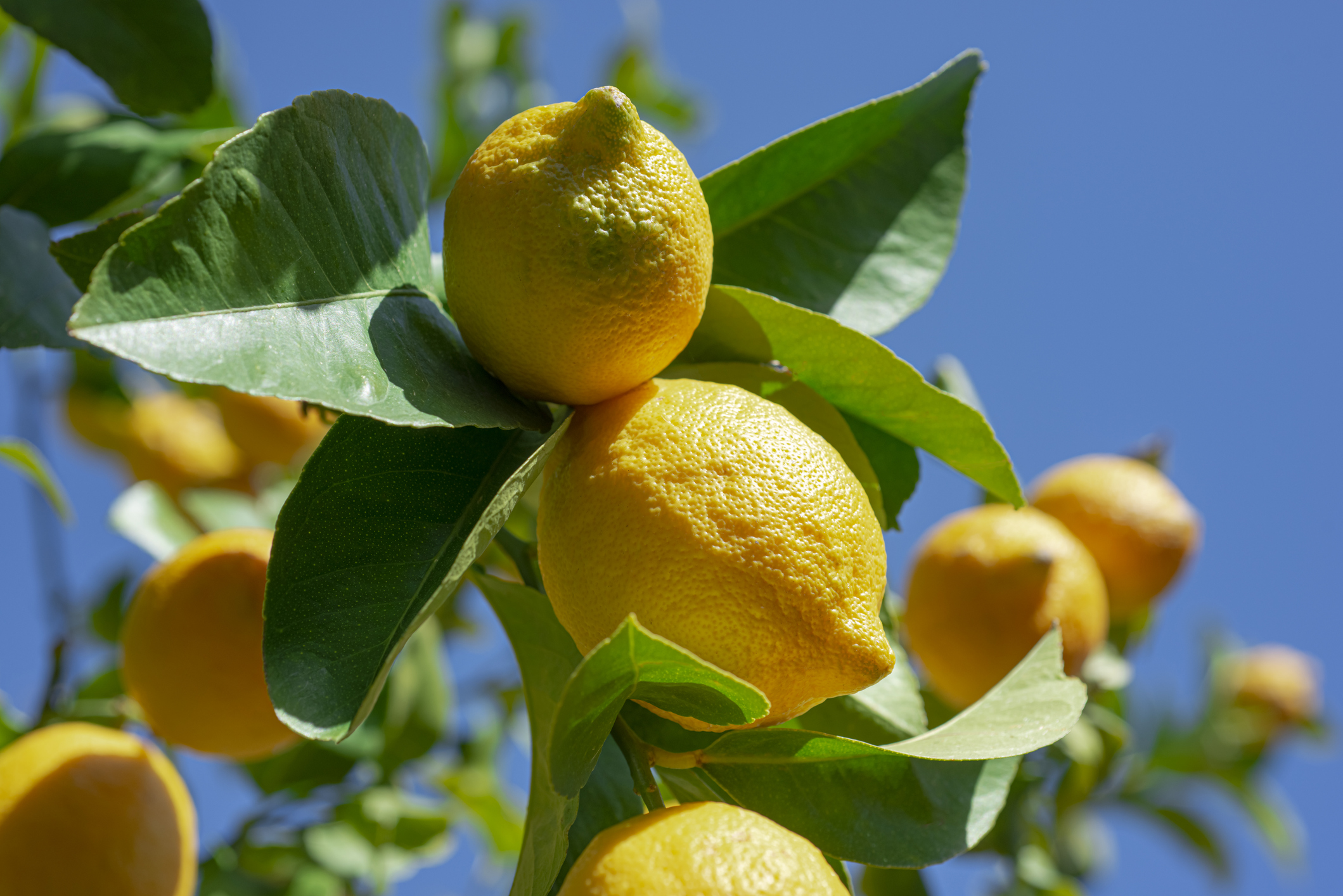 Comment tailler un citronnier : les conseils pour redonner du peps à vos agrumes.