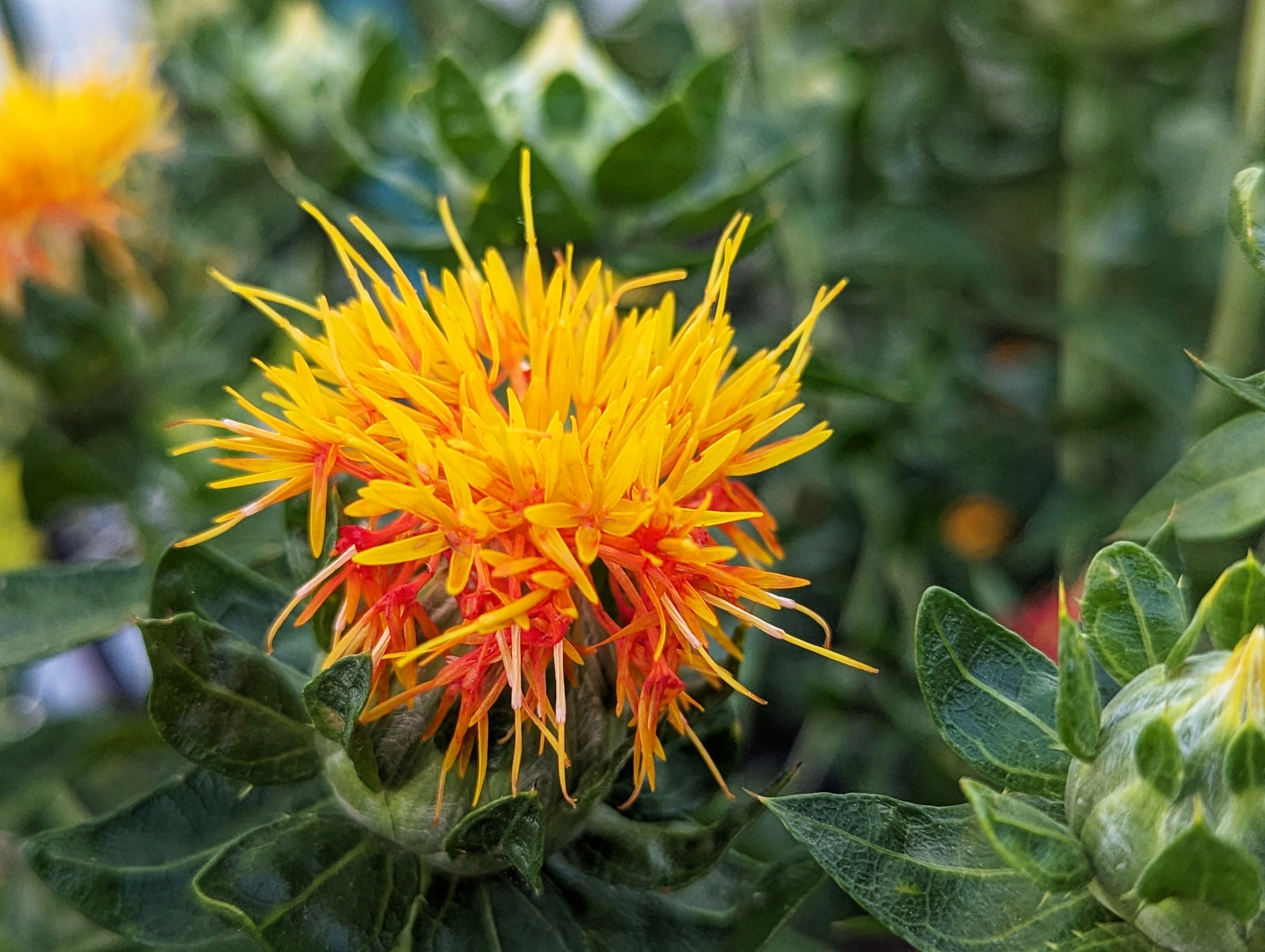 Le carthame est une plante mellifère aussi résistante que ses fleurs sont délicates. Copyright (c) Photo by Cathy Scola/ Istock