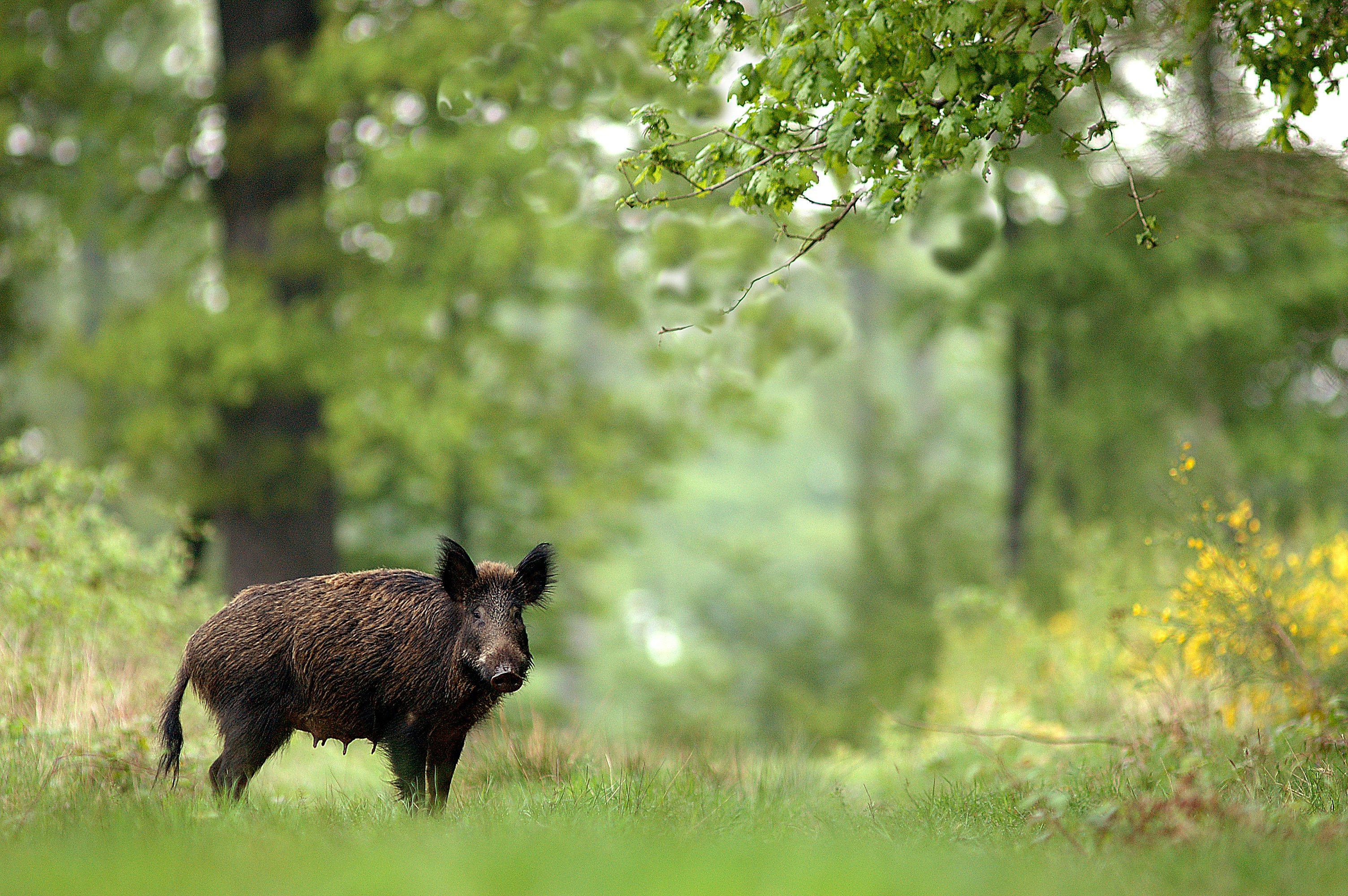 La France abriterait environ un million de sangliers. Copyright (c) Michel VIARD/Istock.