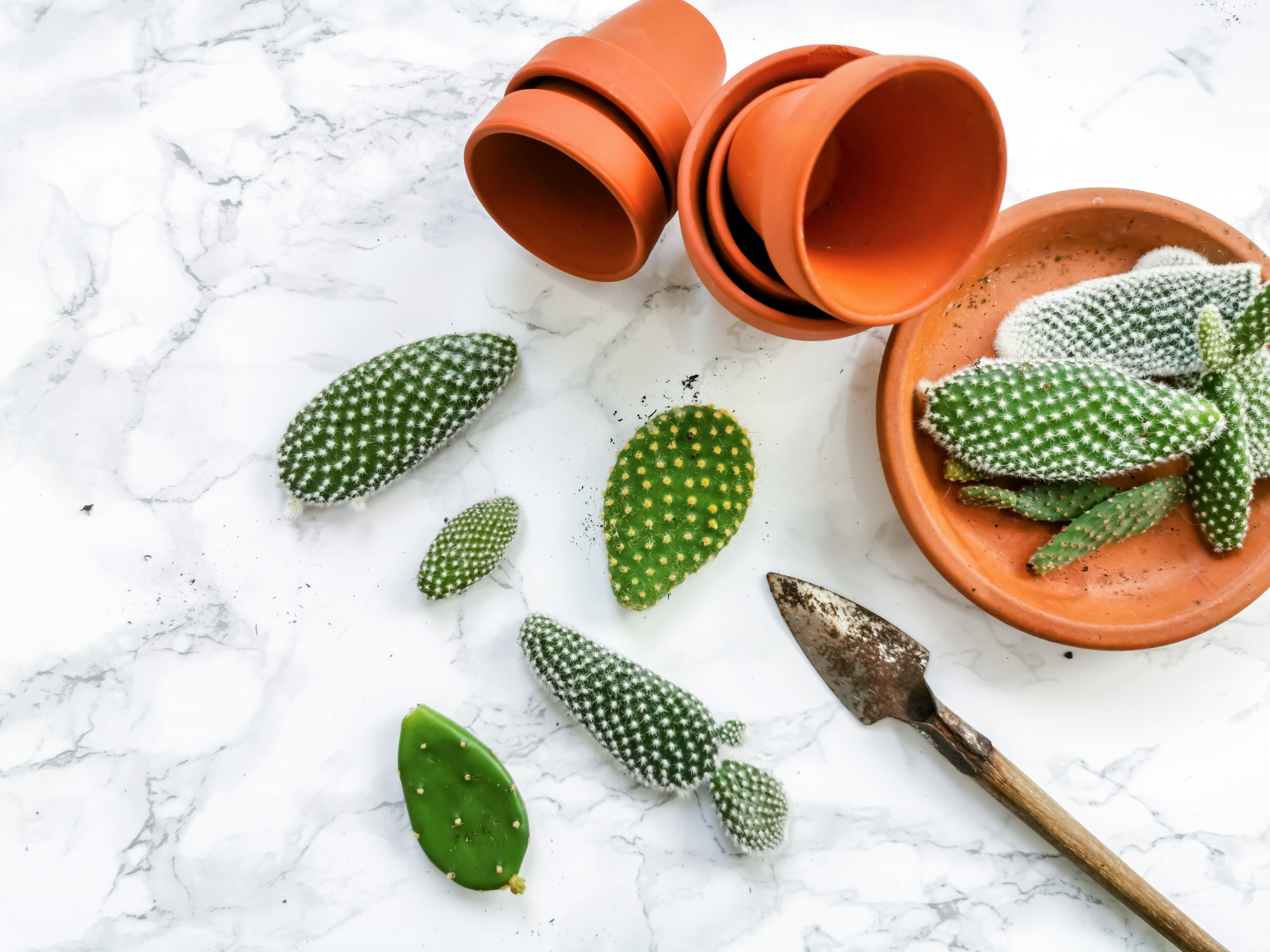 Comment bouturer un cactus raquette ? - Le Parisien Jardin