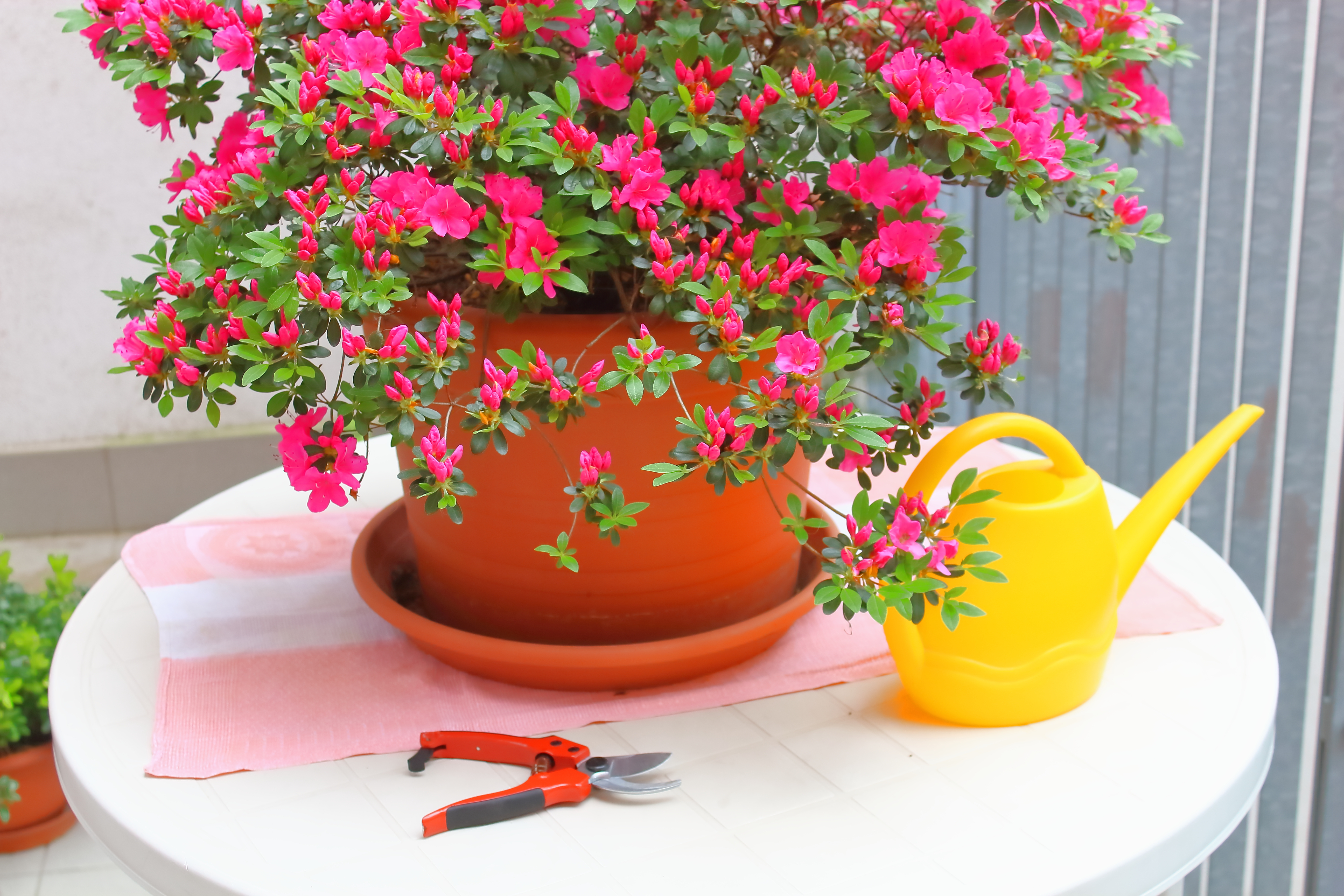 Azale en pot : comment en prendre soin,  l'extrieur ou  l'intrieur ? -  Le Parisien Jardin