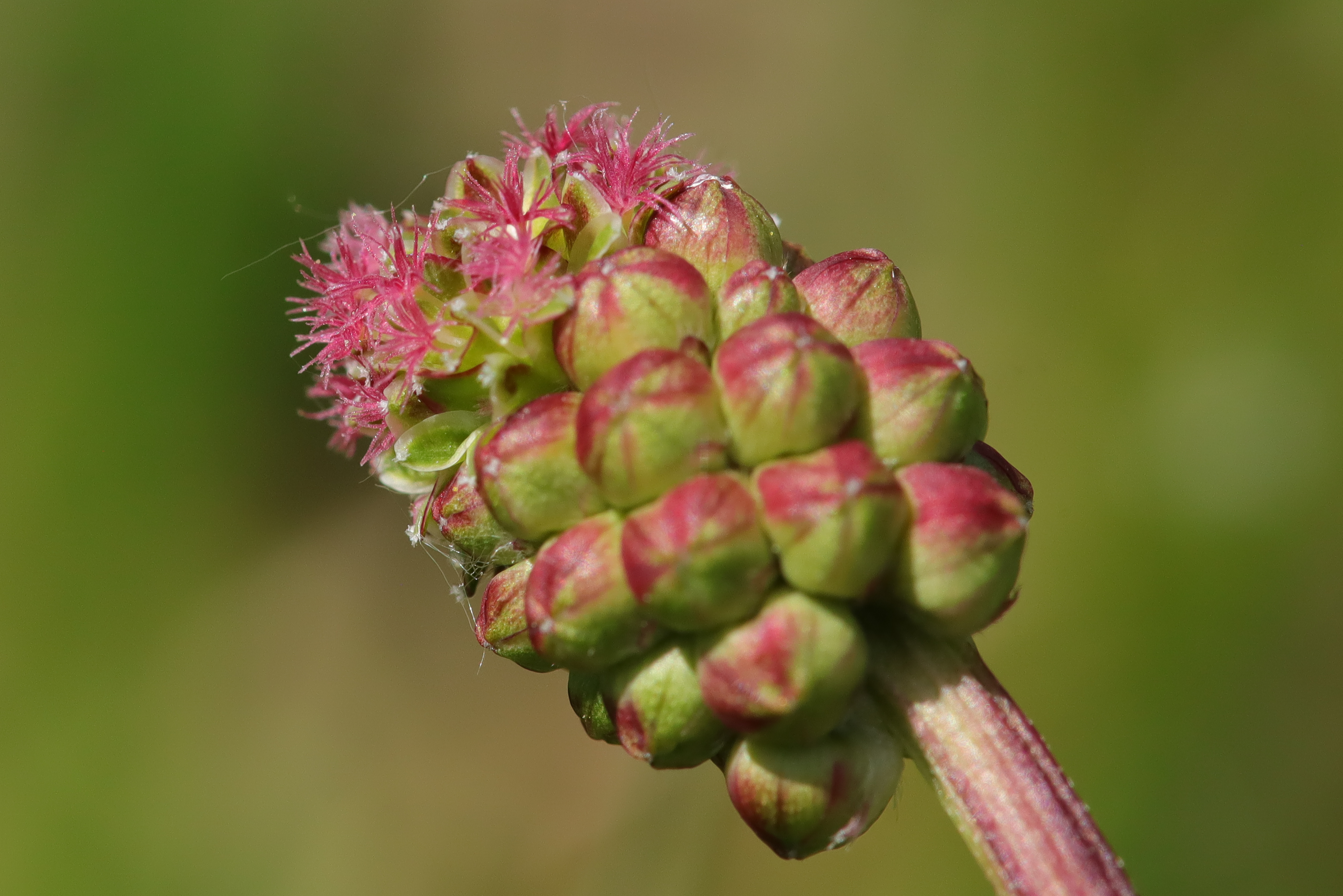 La pimprenelle, aussi appelée sanguisorbe, est une jolie plante herbacée vivace, rustique et robuste. Copyright (c) DE1967/Istock.