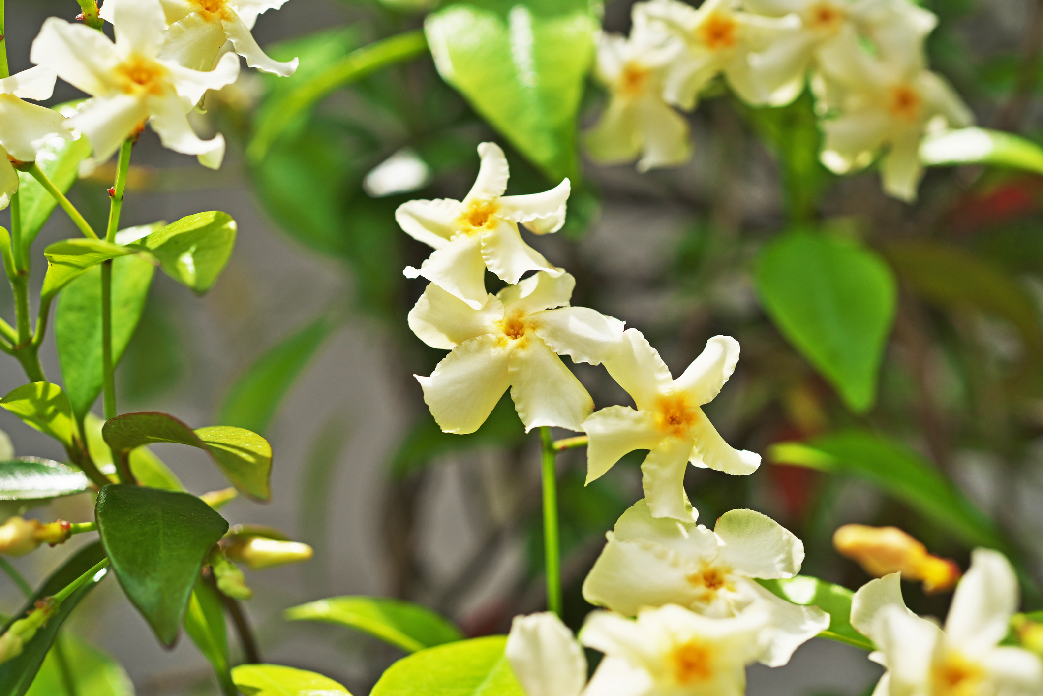 Le Trachelospermum asiaticum, appelé faux jasmin jaune ou encore jasmin étoilé jaune, est une plante grimpante dont les tiges volubiles habillent volontiers une pergola, une tonnelle ou un grillage. Copyright (c) Igaguri_1/Istock.