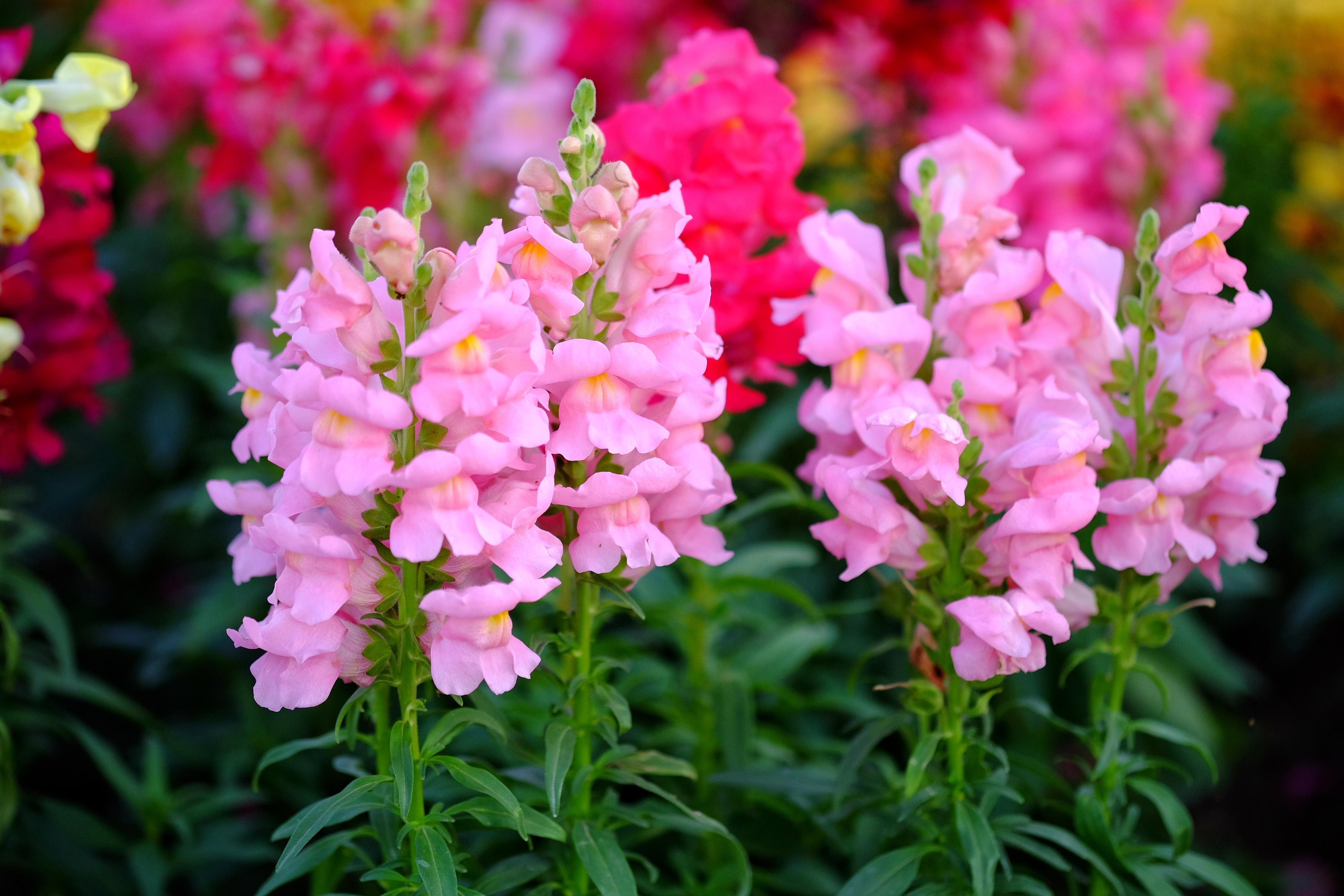 Le muflier, une fleur de prairie facile à cultiver ! Copyright (c) 2020 Nualanong/Shutterstock.