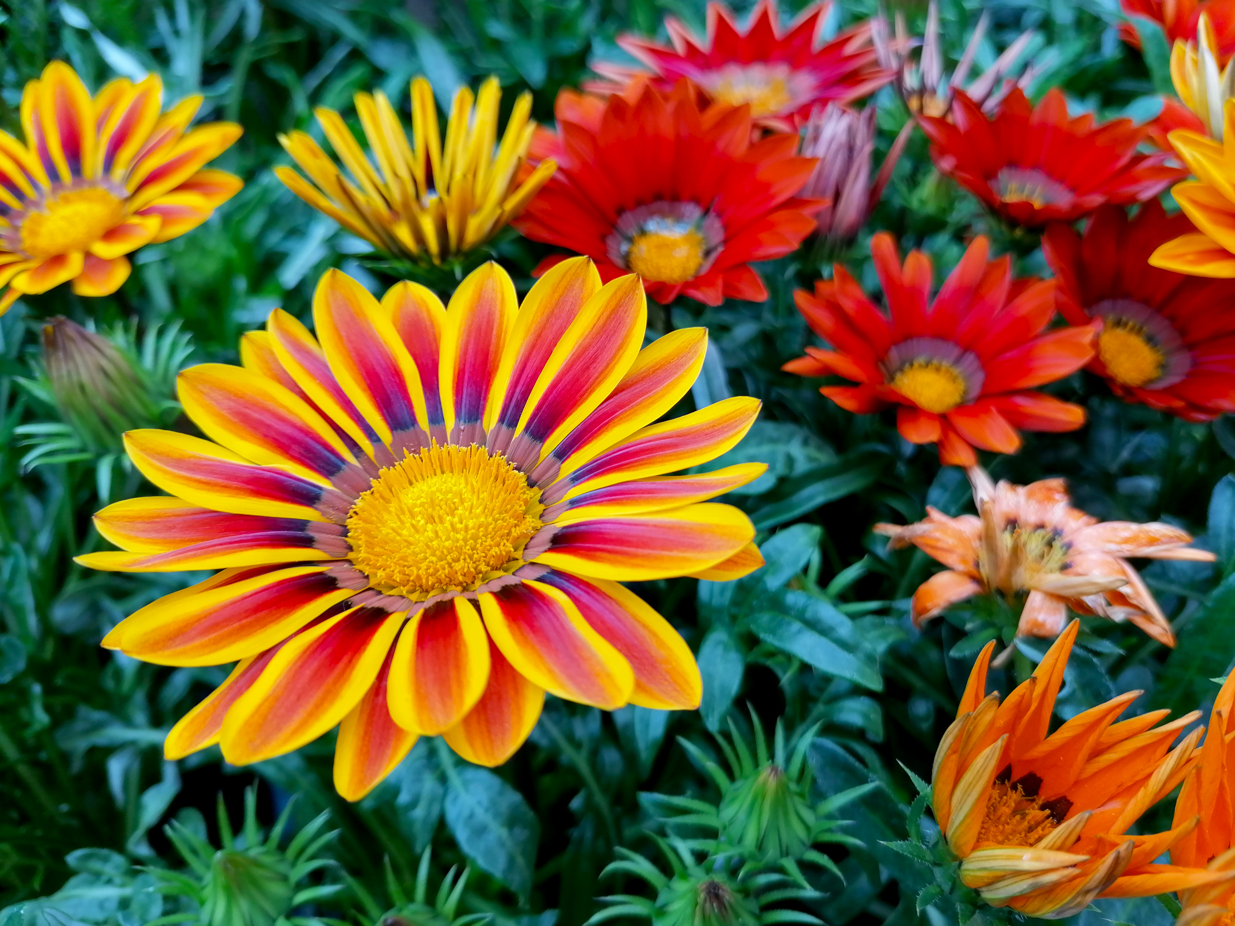 Le gazania, une fleur très colorée qui ne craint pas la sécheresse ! Copyright (c) 2021 BeataGFX/Shutterstock.