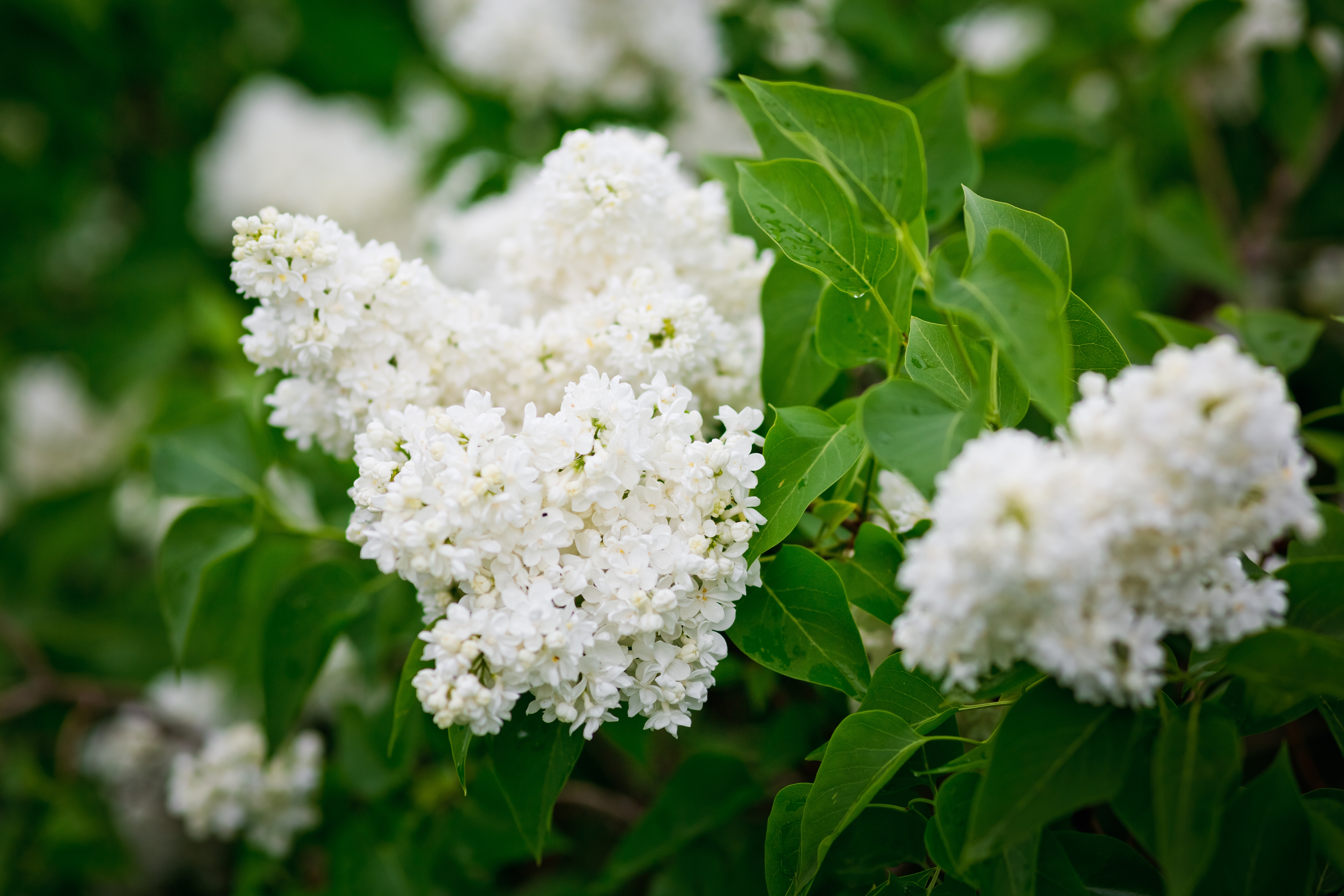 Avec son tronc unique et sa grande taille, le lilas du Japon se distingue des autres espèces de lilas. Copyright (c) 2023 TsElena/Shutterstock.  No use without permission.