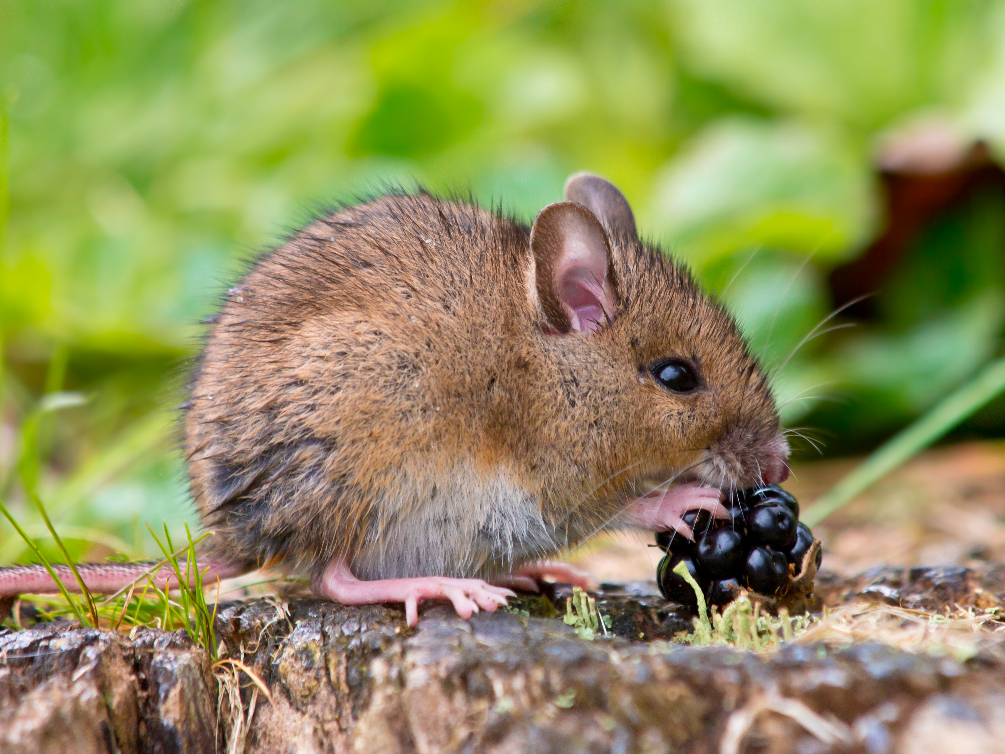 Quelle est la différence entre une souris et un mulot ?