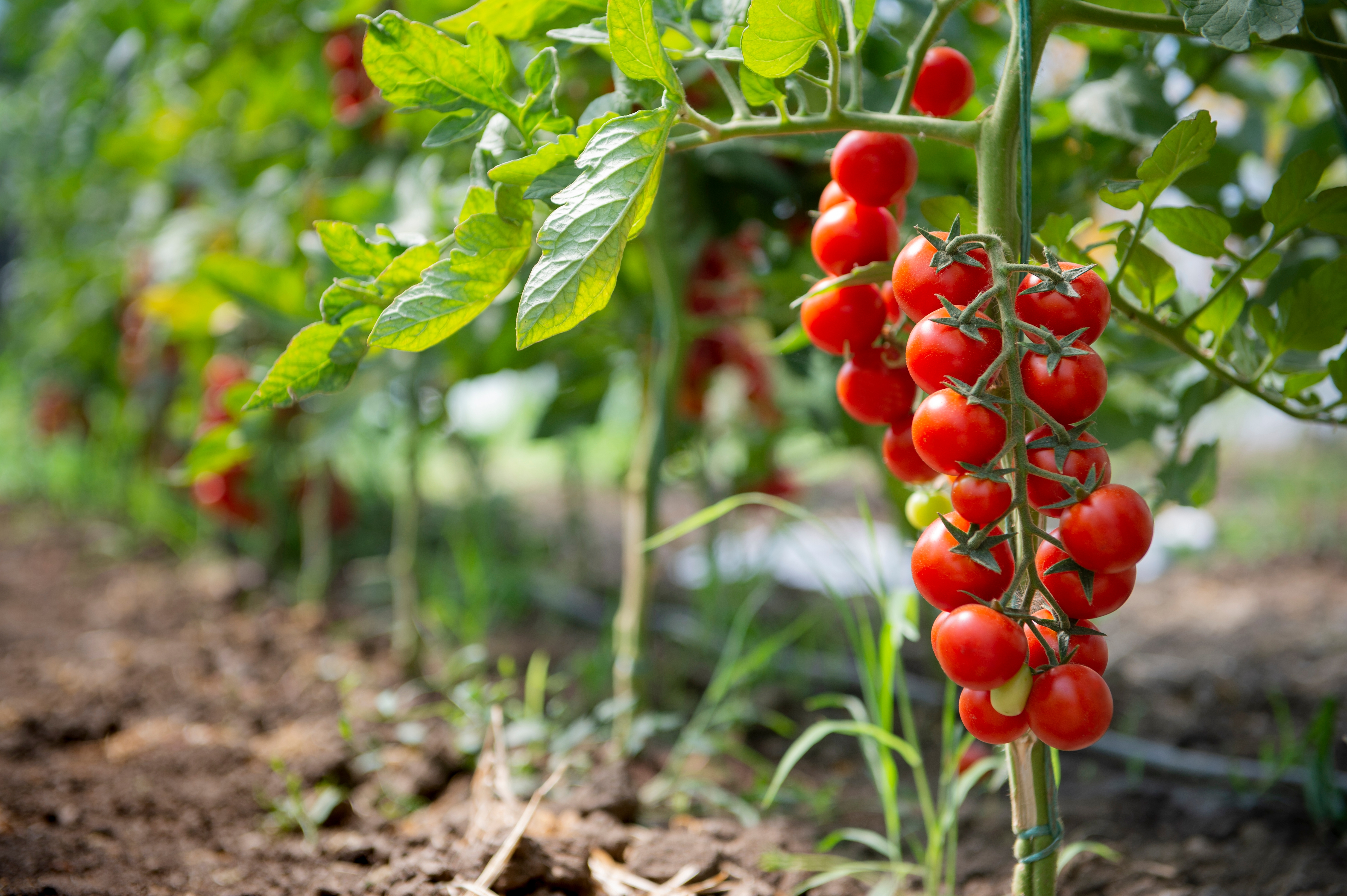 La tomate appelle l’été et ses salades ensoleillées. Mais à partir de quand semer et planter des tomates ? Copyright (c) 2021 vlalukinv/Shutterstock.