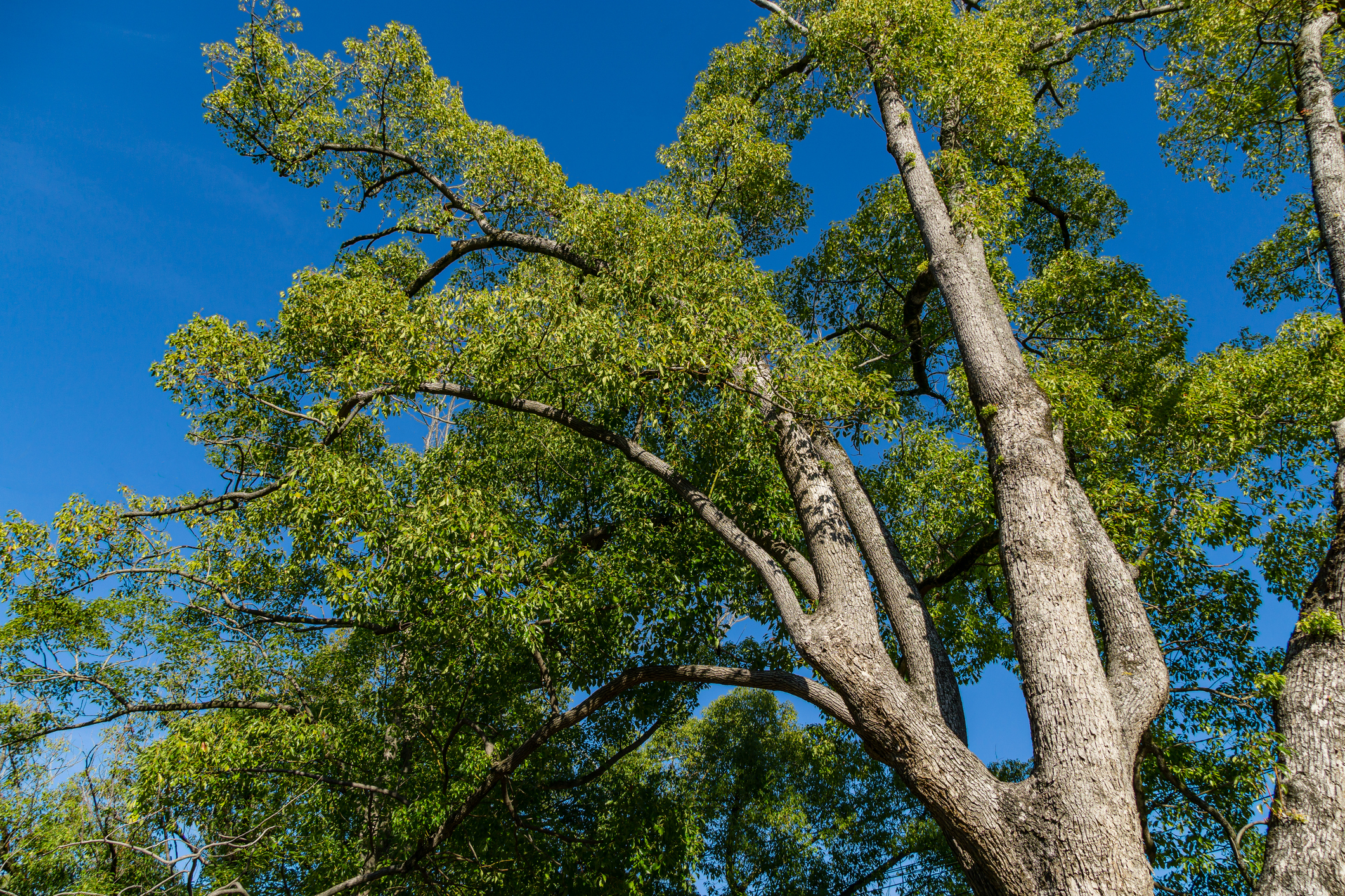 Le camphrier est un arbre à la symbolique riche, notamment en Asie dont il est originaire. Copyright (c) Marina Denisenko/ Istock