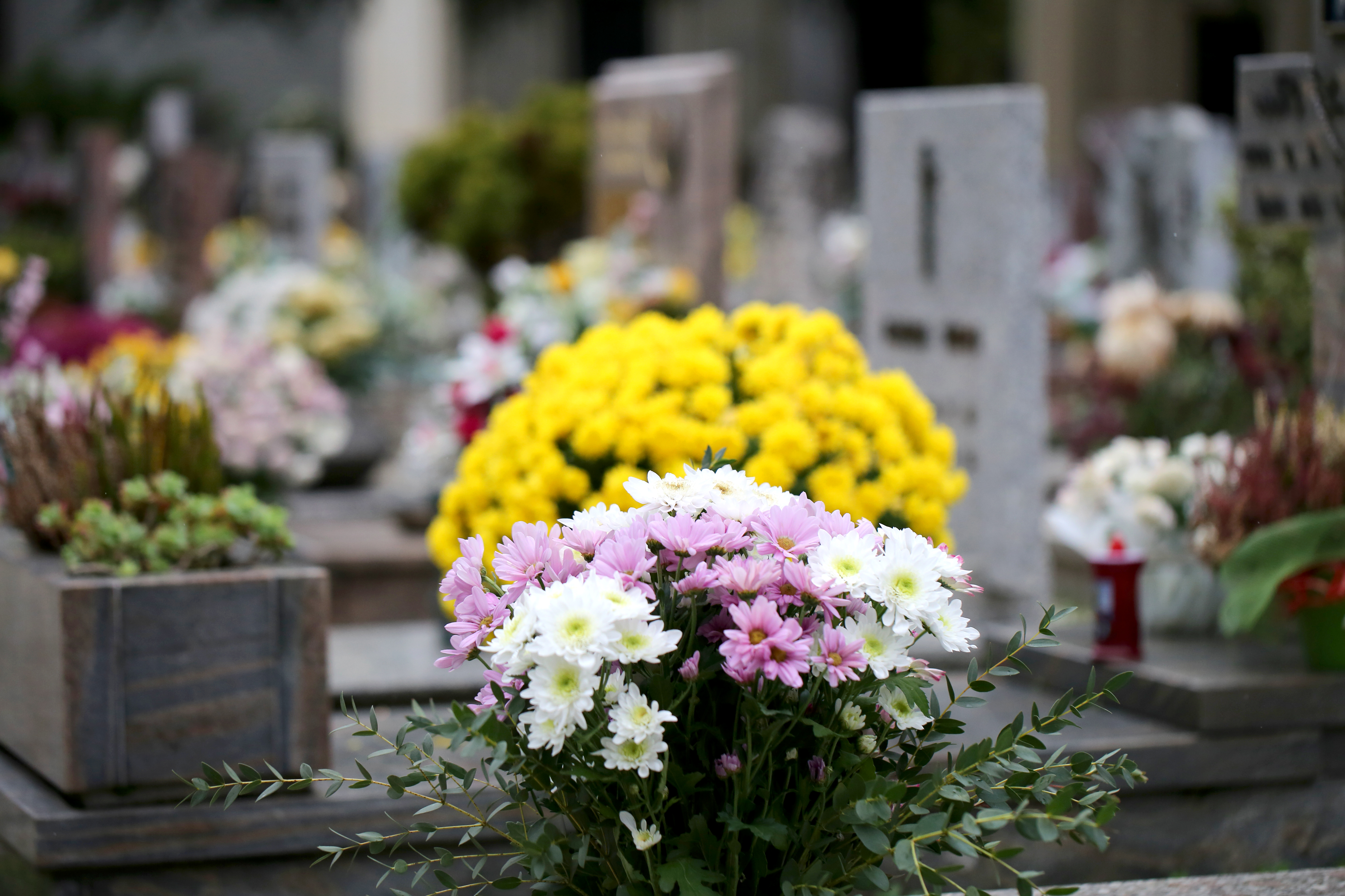 Pour fleurir durablement une tombe, même après la Toussaint, il vaut mieux opter pour des chrysanthèmes, de la bruyère ou des asters. Copyright (c) ChiccoDodiFC/Istock.