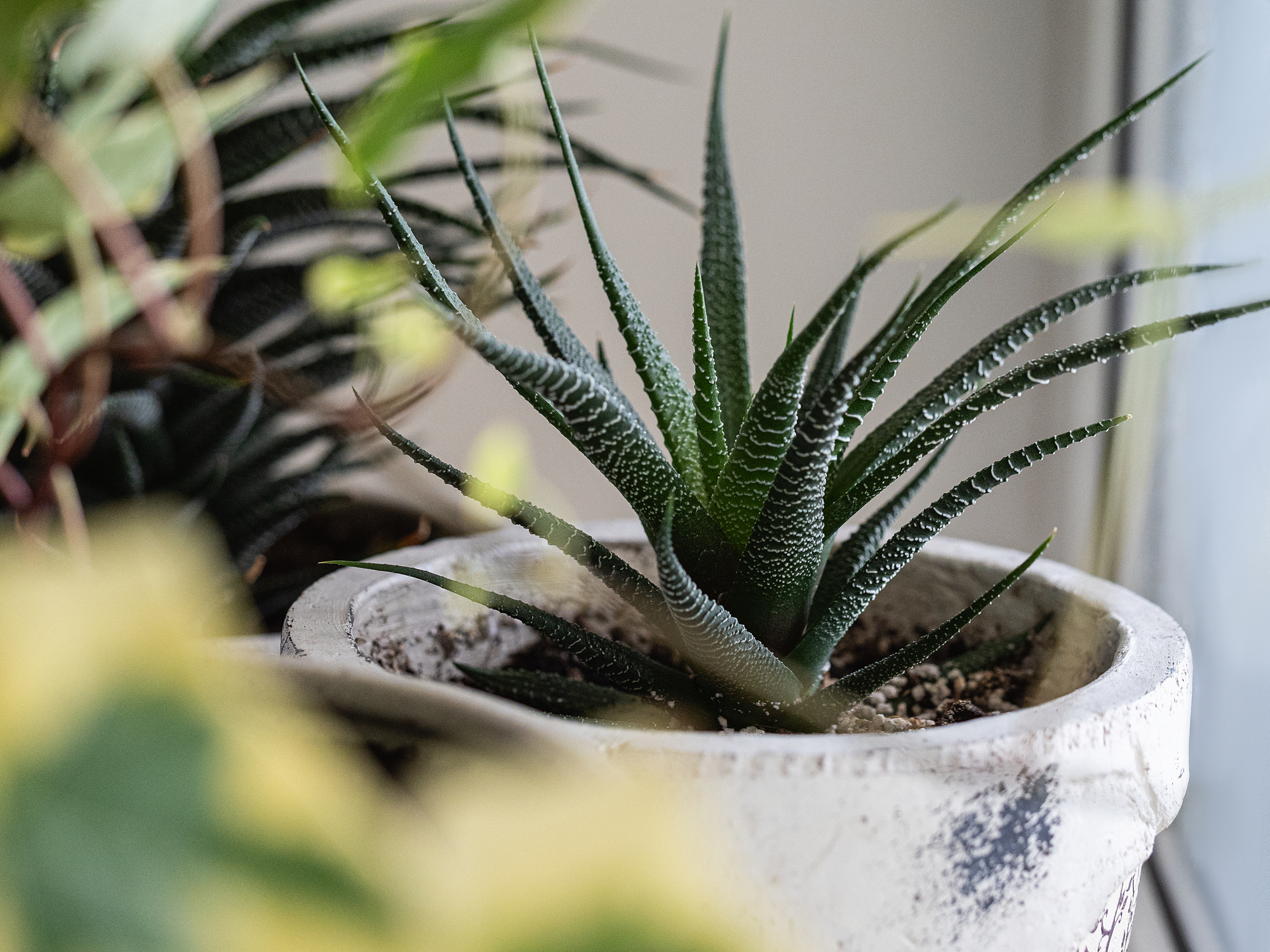 Petite plante succulente originaire d’Afrique du Sud,  l’haworthia se distingue par ses feuilles originales qui lui donnent une allure graphique. Copyright (c) TorriPhoto/Istock.