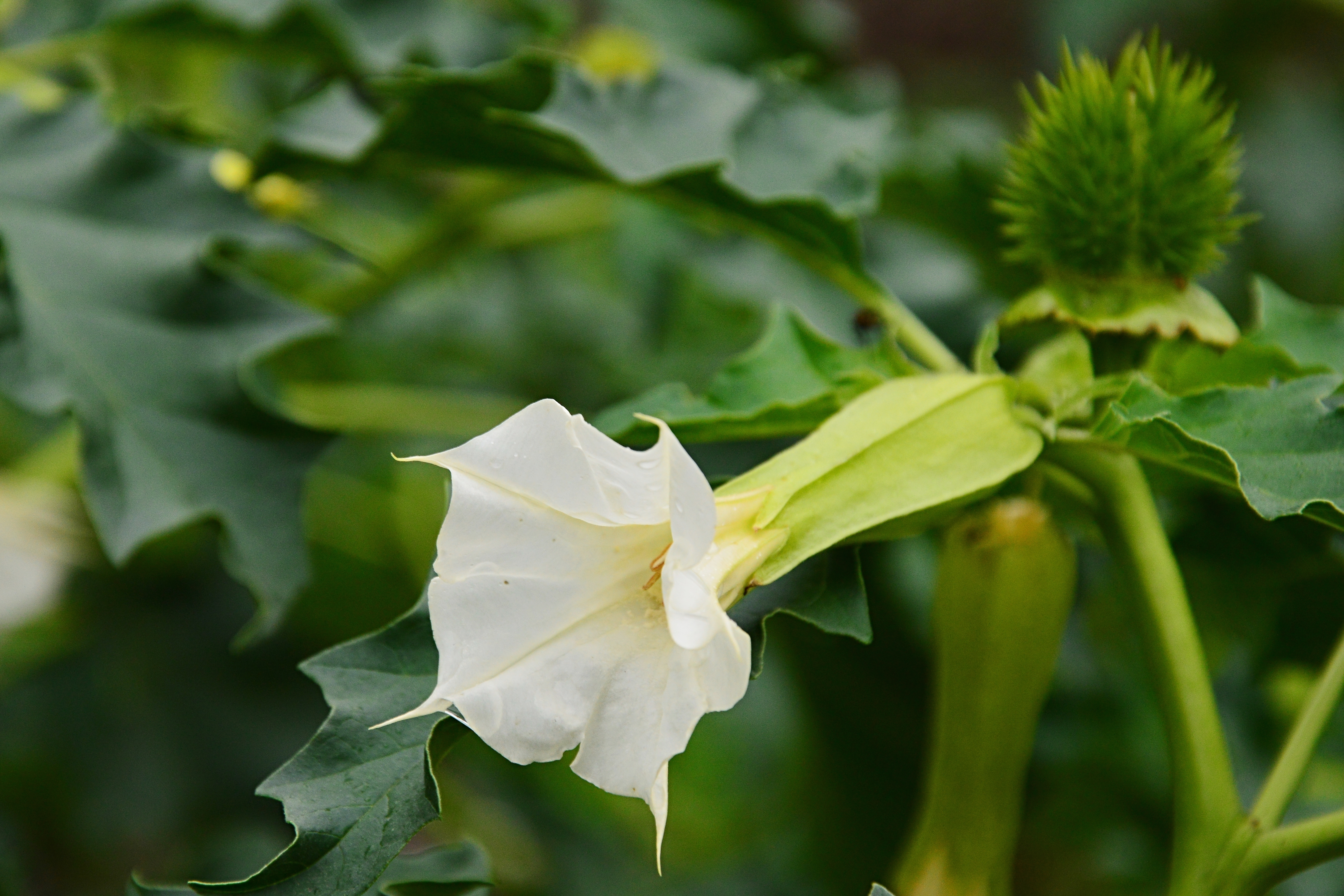 Datura stramonium : un plante aussi belle que mortelle. Copyright (c) 2017 ZayacSK/Shutterstock.