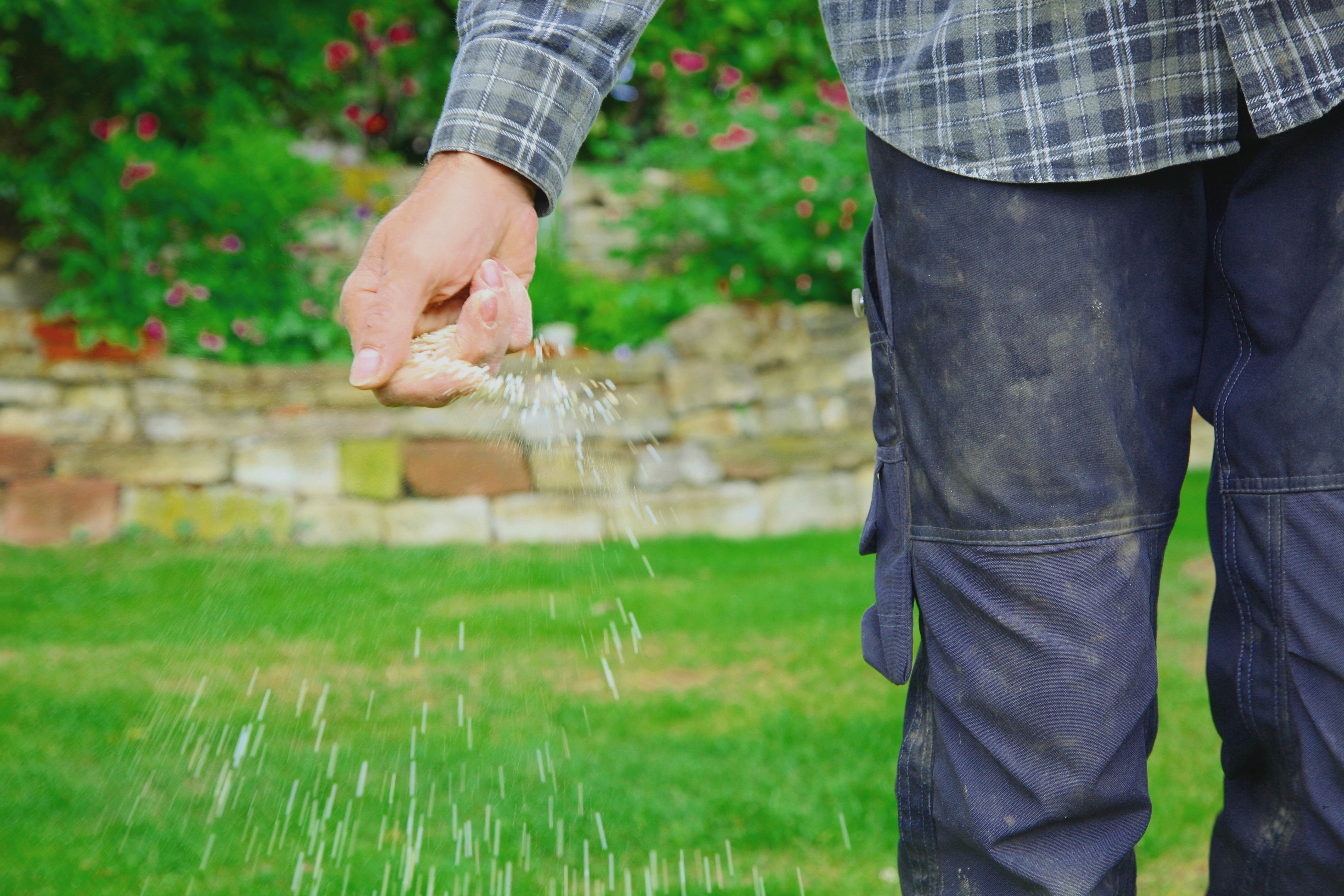 Sans engrais, votre pelouse risque de s’appauvrir, voire de dépérir. Copyright (c) 2020 Mabeline72/Shutterstock.