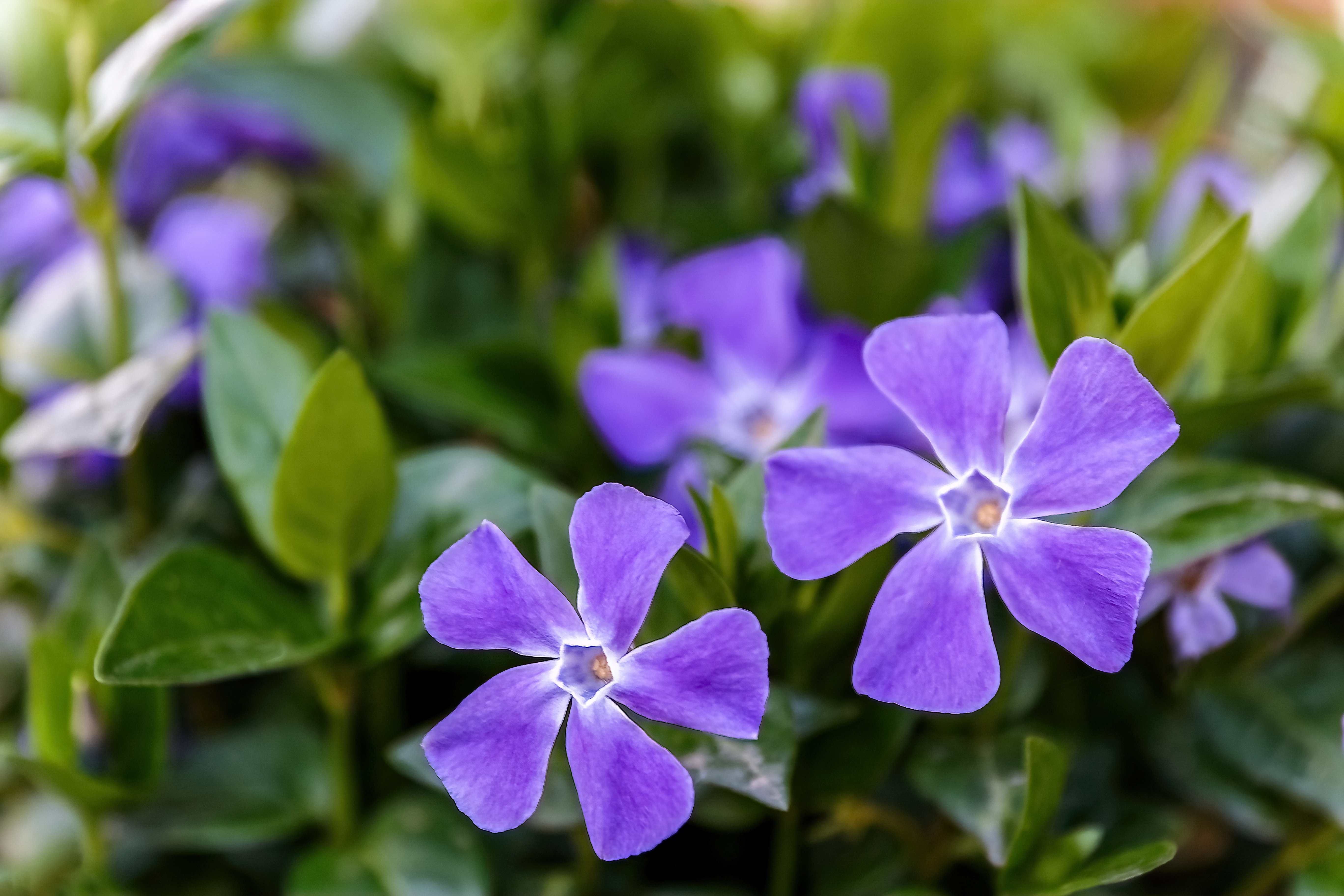 20 fleurs violettes d'exception pour votre jardin - Le Parisien Jardin