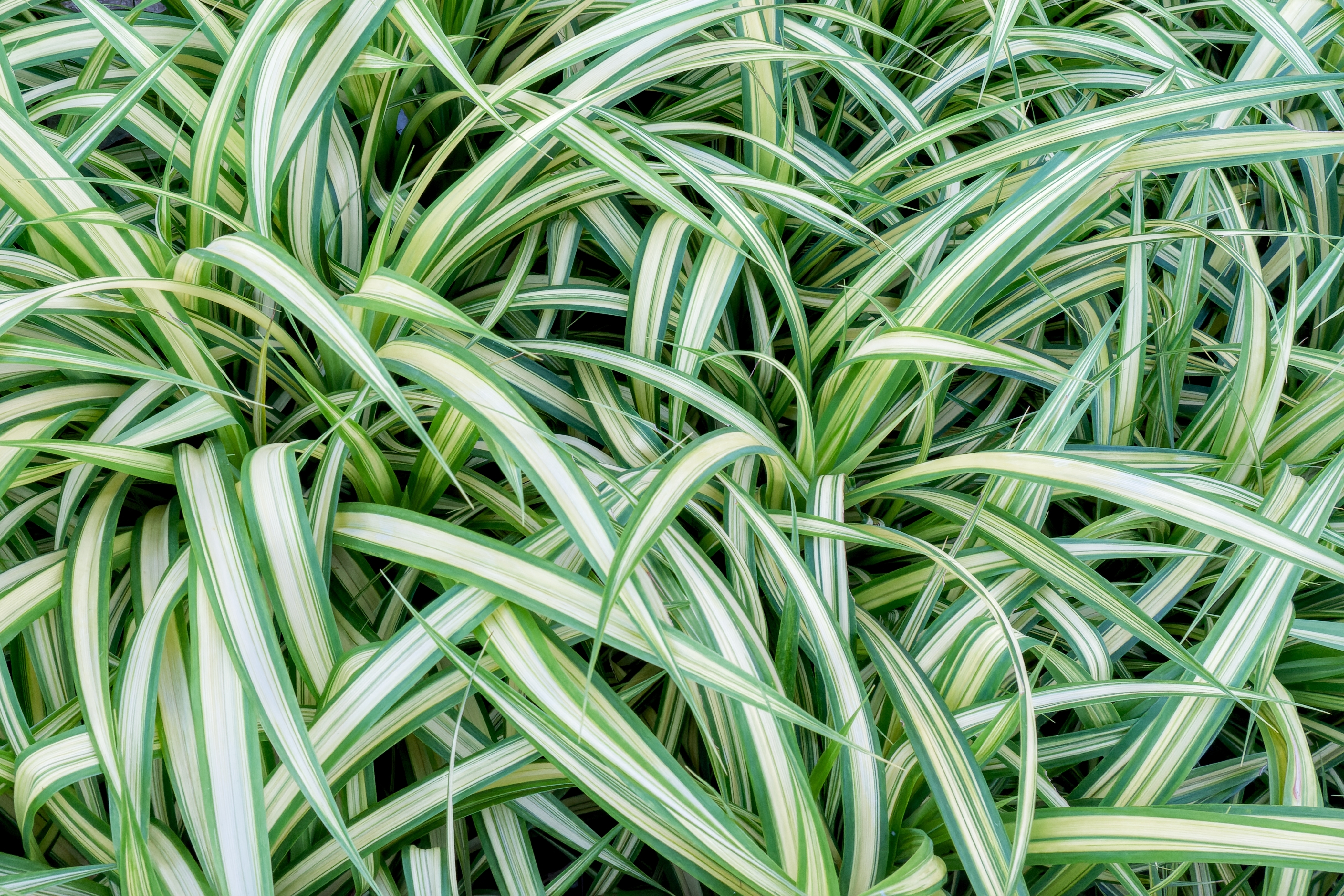 Avec son feuillage esthétique et coloré, le Carex est la vivace ornementale qu’il vous faut pour embellir vos massifs et jardinières. Copyright (c) 2023 Alex Konon/Shutterstock.